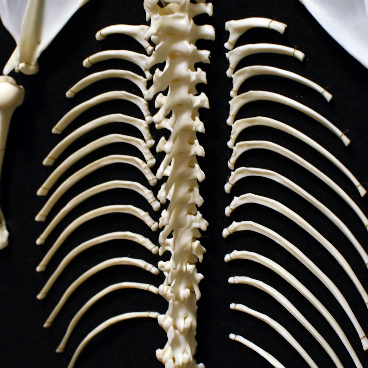 ハクビシンの全身骨格標本（平面） | ほねとはね ONLINE SHOP