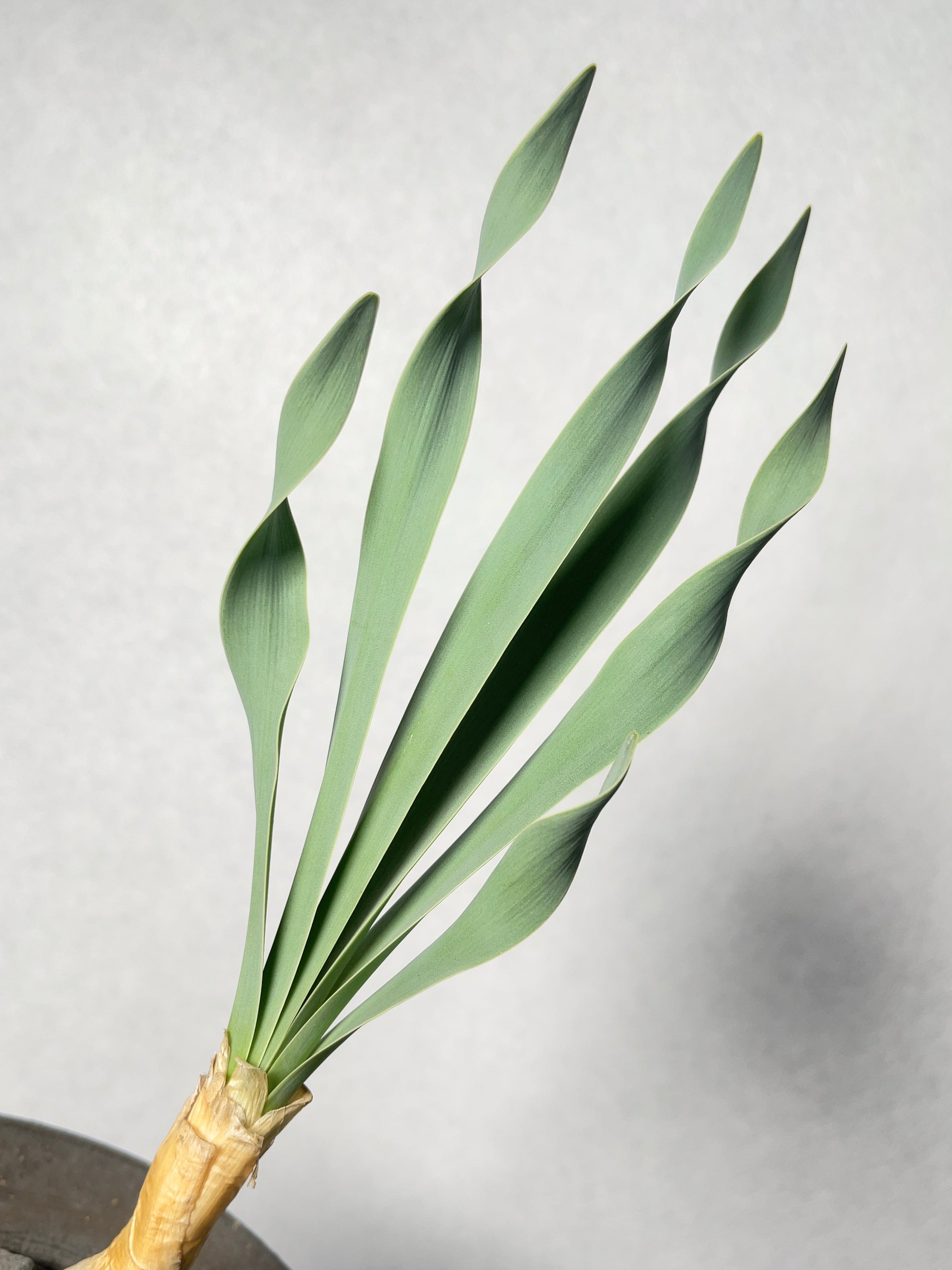 ブーファン・ディスティチャ | trigger