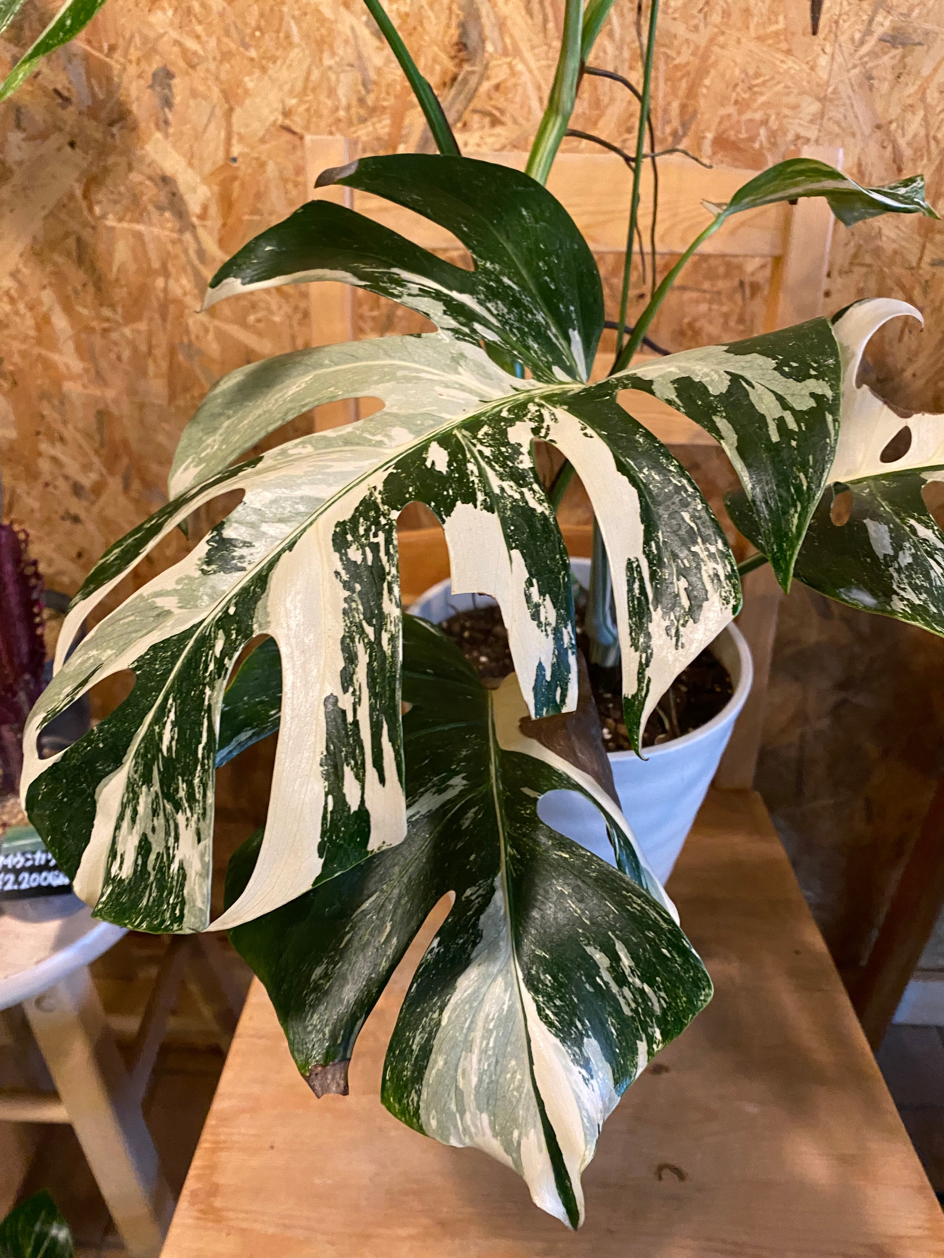 モンステラ 斑入り ホワイトタイガー H90cm W60cm 口径20cm | Garden