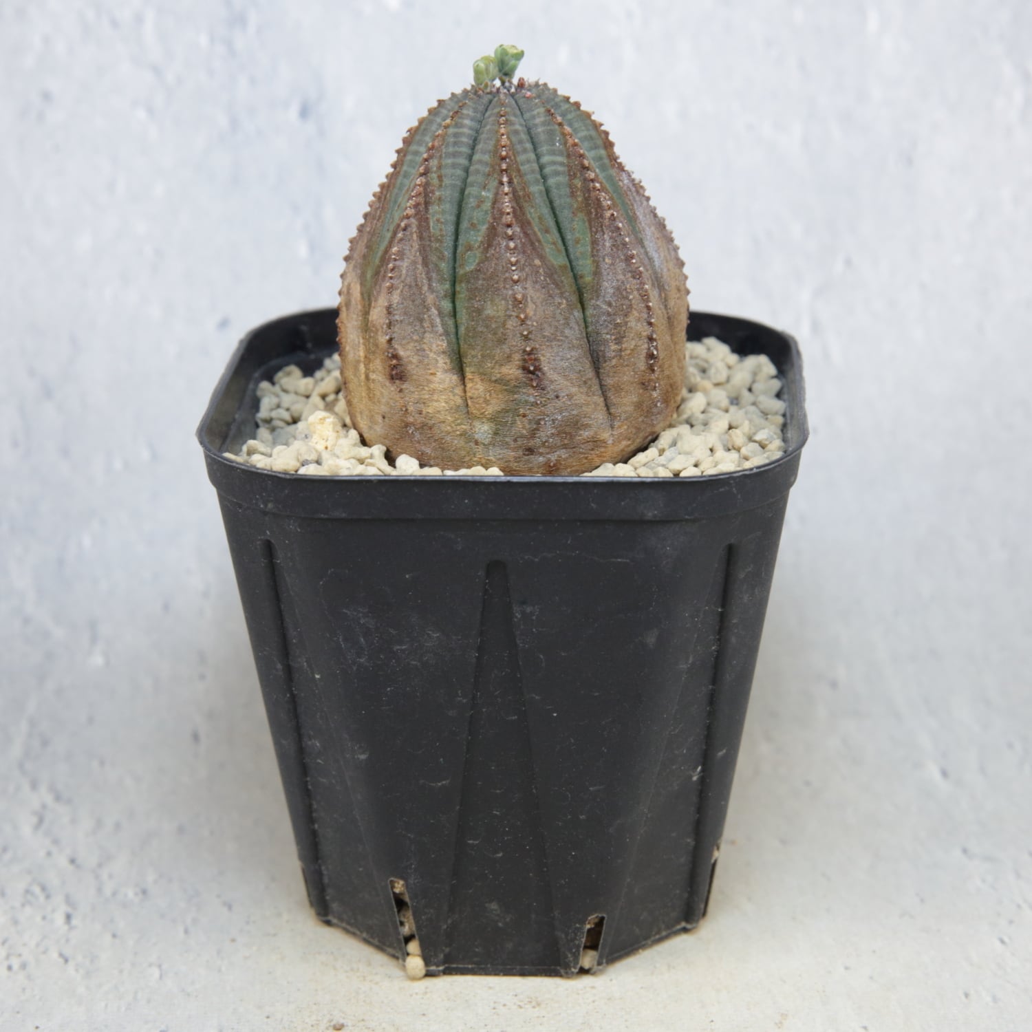 オス株 木質化 美模様 オベサ / ユーフォルビア | LIGHTHOUSE.PLANTS