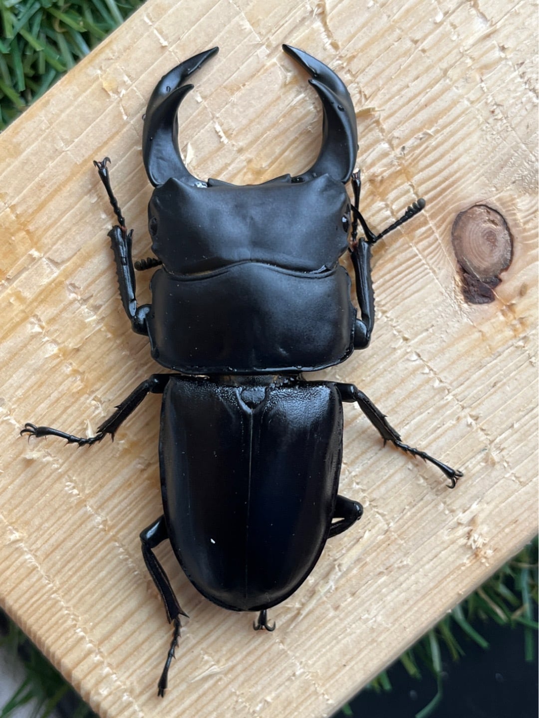 超特大アクティオンゾウカブト標本 124mm 超特大アクティオン