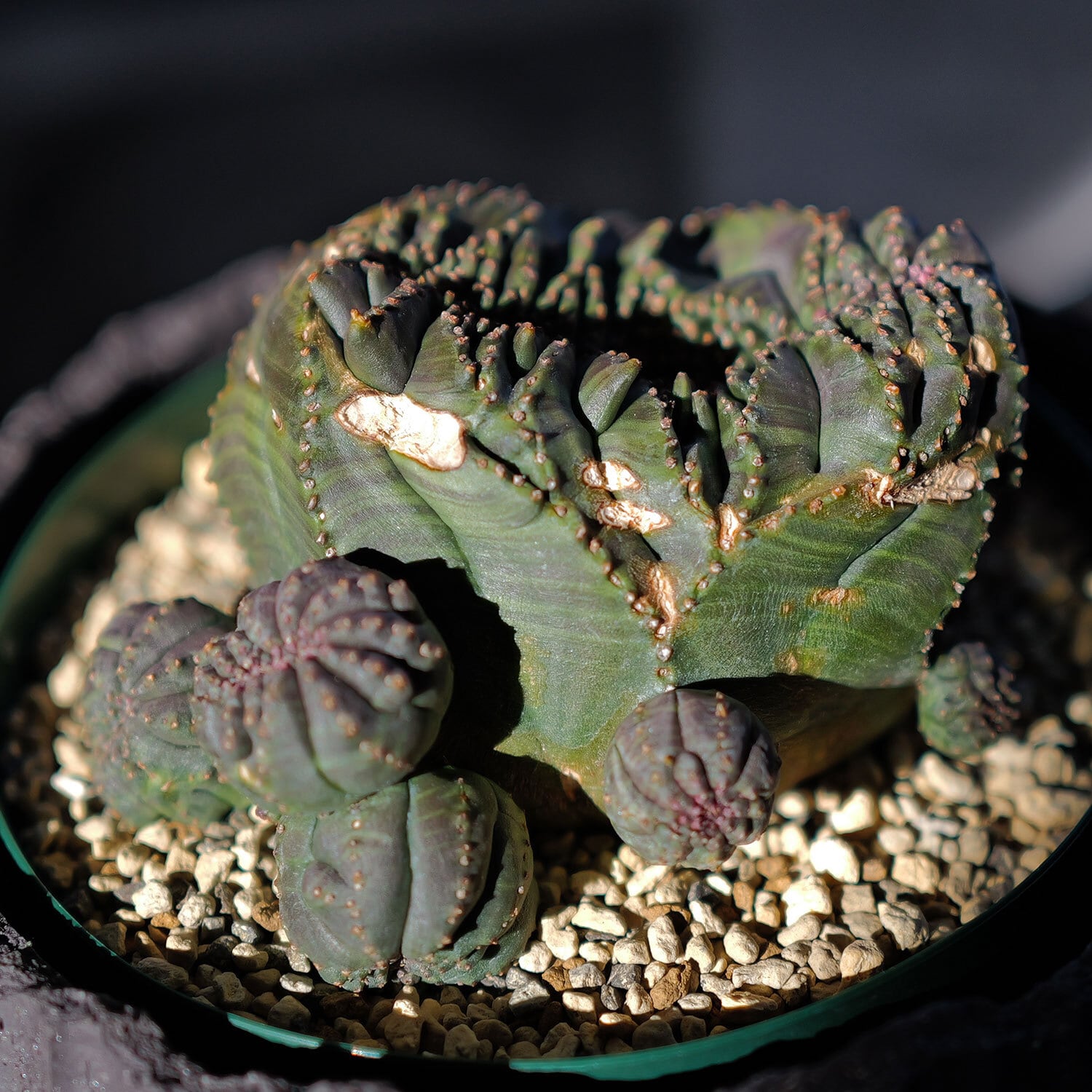 超厳選株】大株 親株 最大幅約 8cm 仔吹き 円扇綴化 オベサ