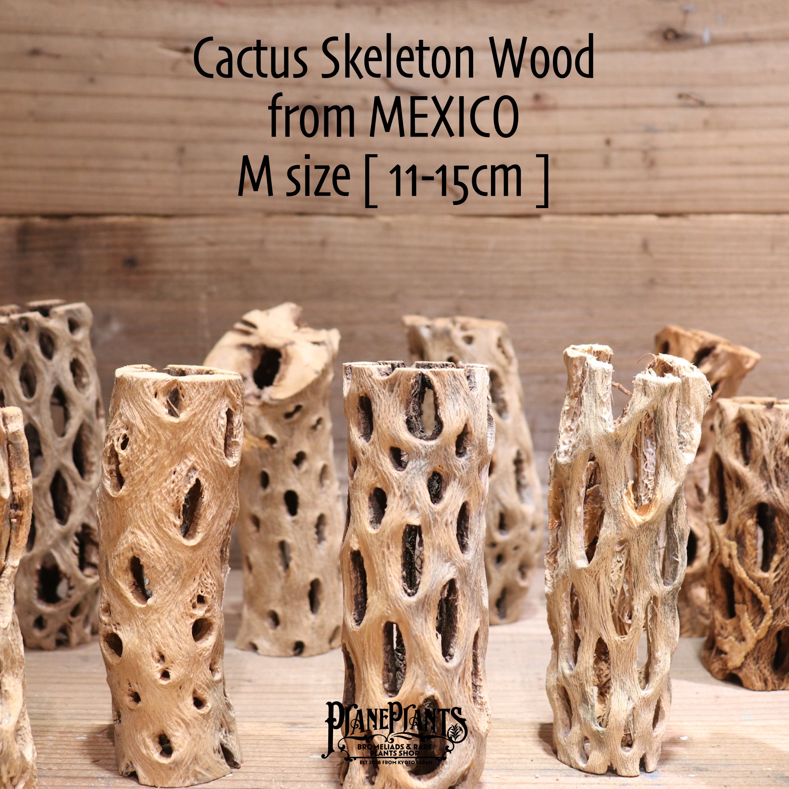 送料無料】カクタス スケルトン M (11-15cm) [M11-20] | plane plants