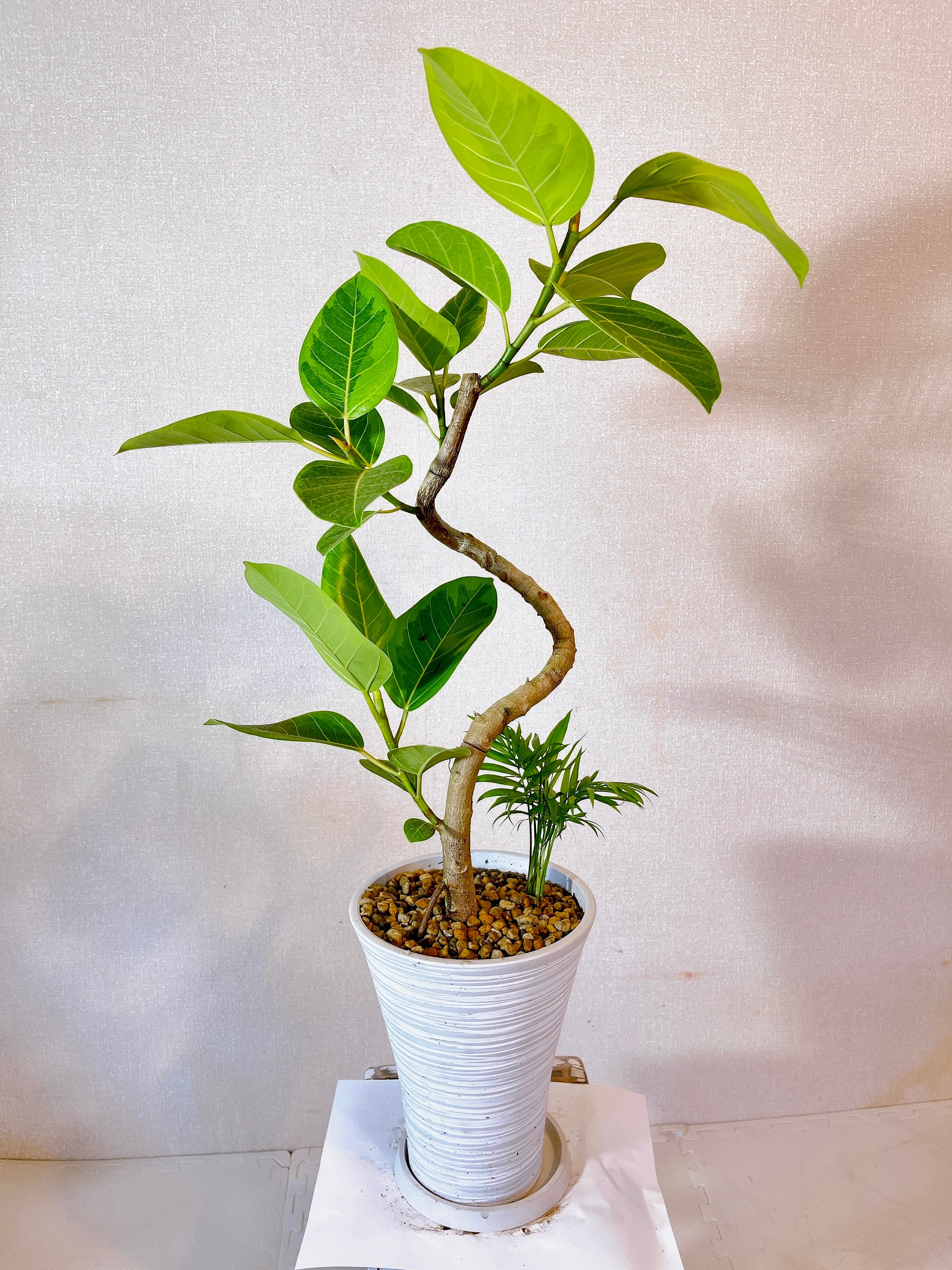 フィカス アルテシマ 曲げ仕立て 90㎝ アルテシーマ お洒落 寄せ | 香り屋