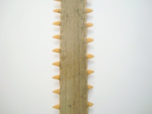 c4a9379f0e2e68bb82aa77edc9b229