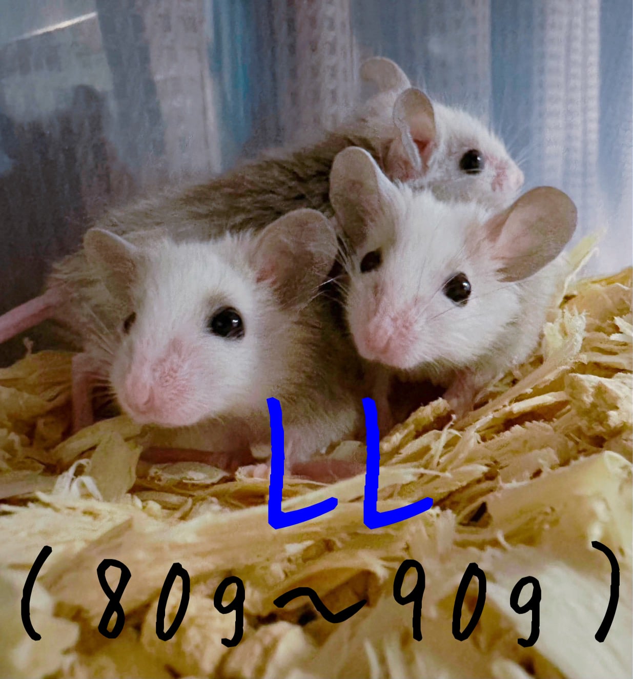 冷凍ヤワゲネズミLL【80g〜100g】 | Pay ID