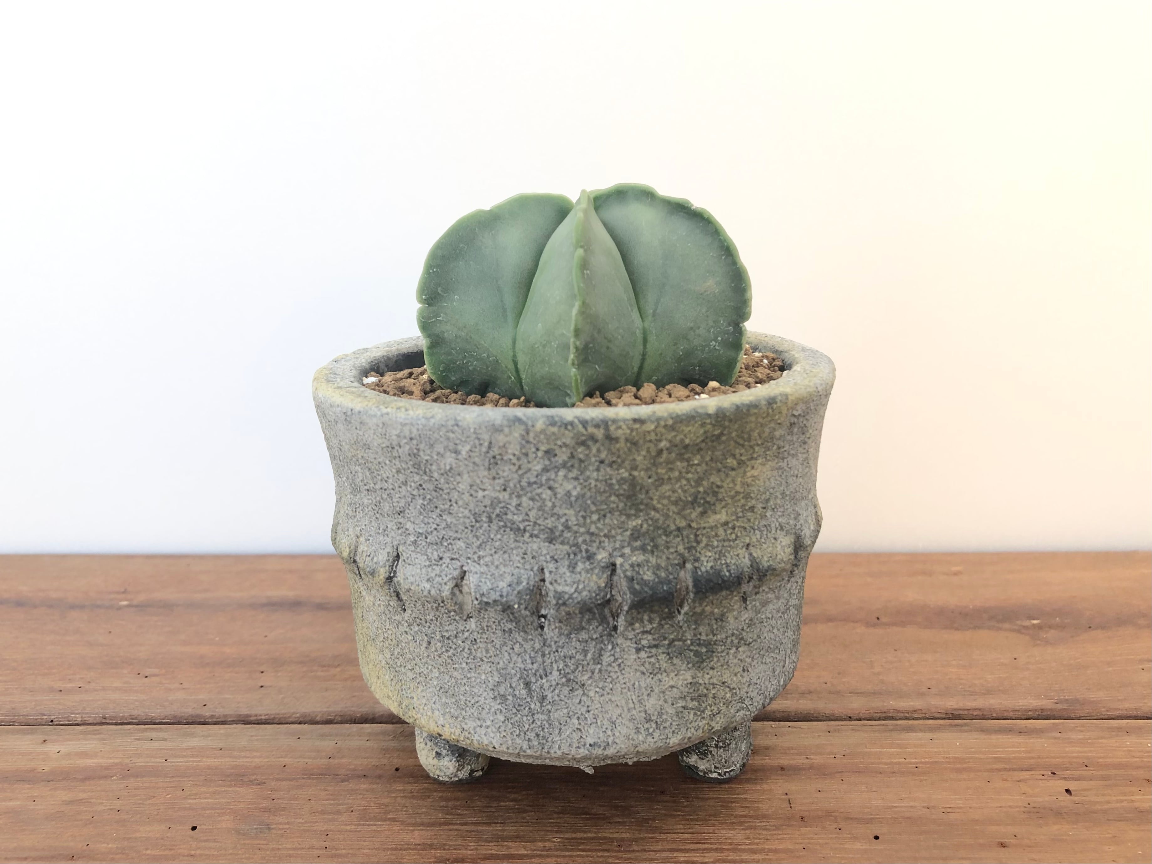Astrophytum アストロフィツム 碧瑠璃ランポー玉 ヘキラン サボテン