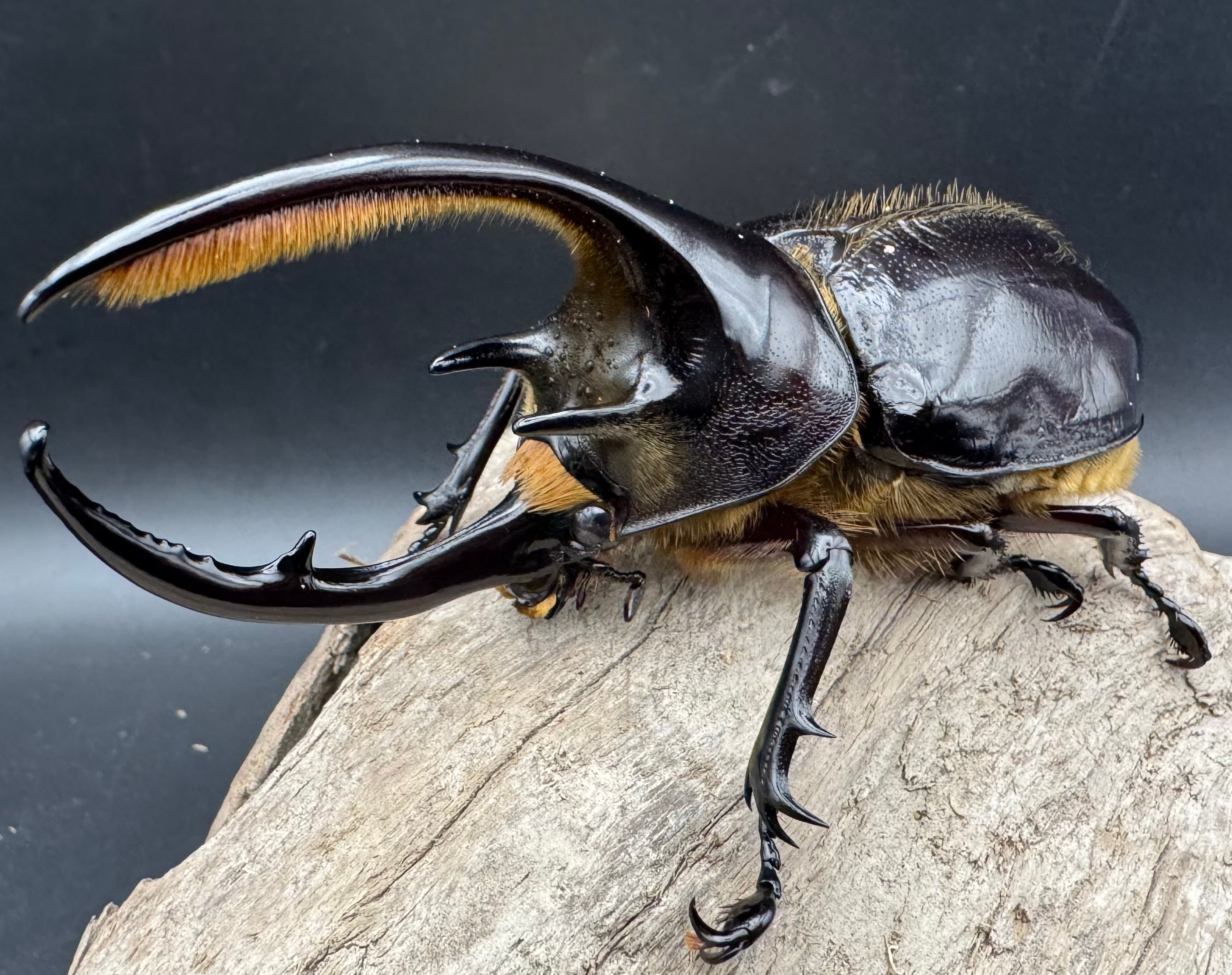 ネプチューンオオカブト 106mm ペア》 | KPW公式オンラインショップ