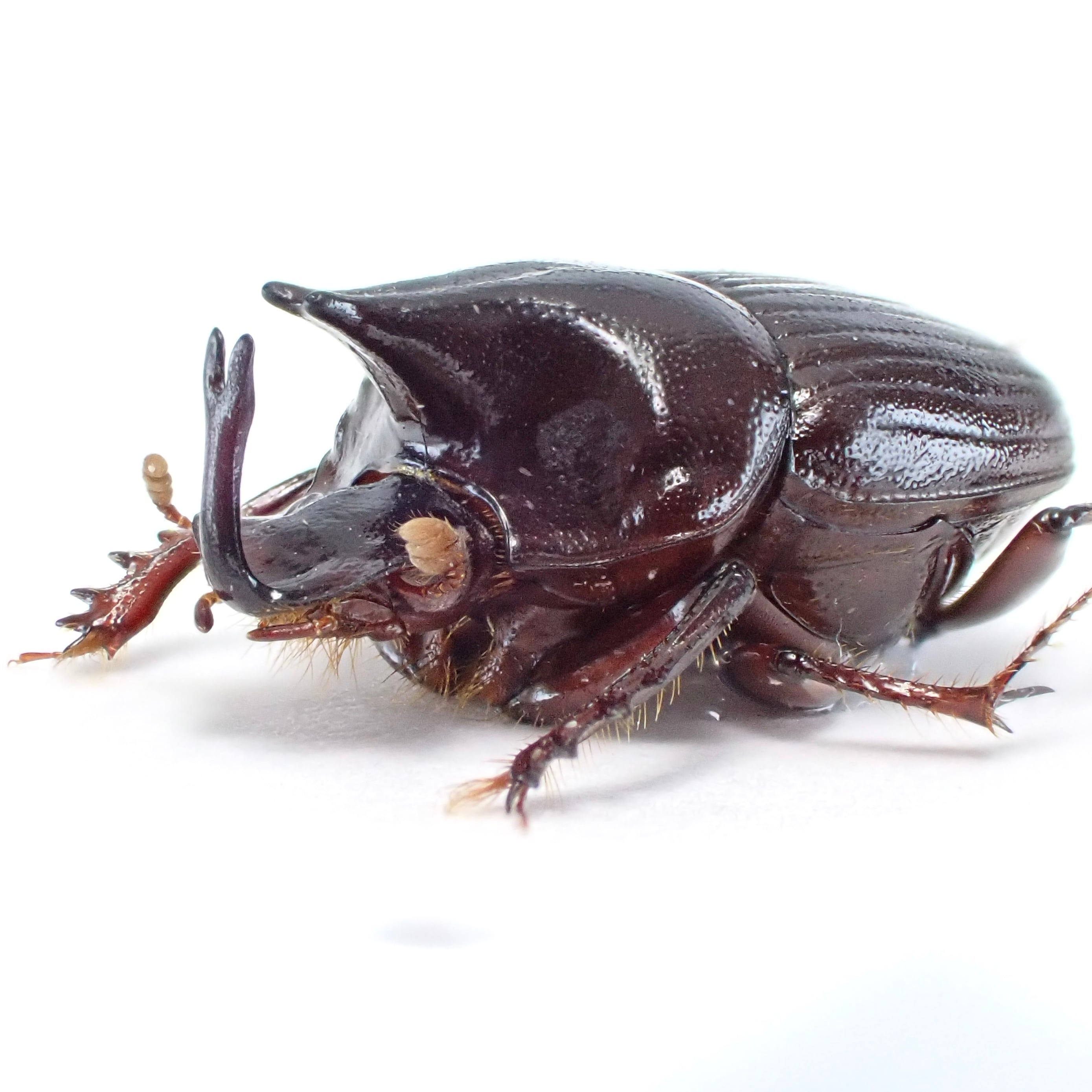 パナマ産オプティマキンイロコガネ25mm