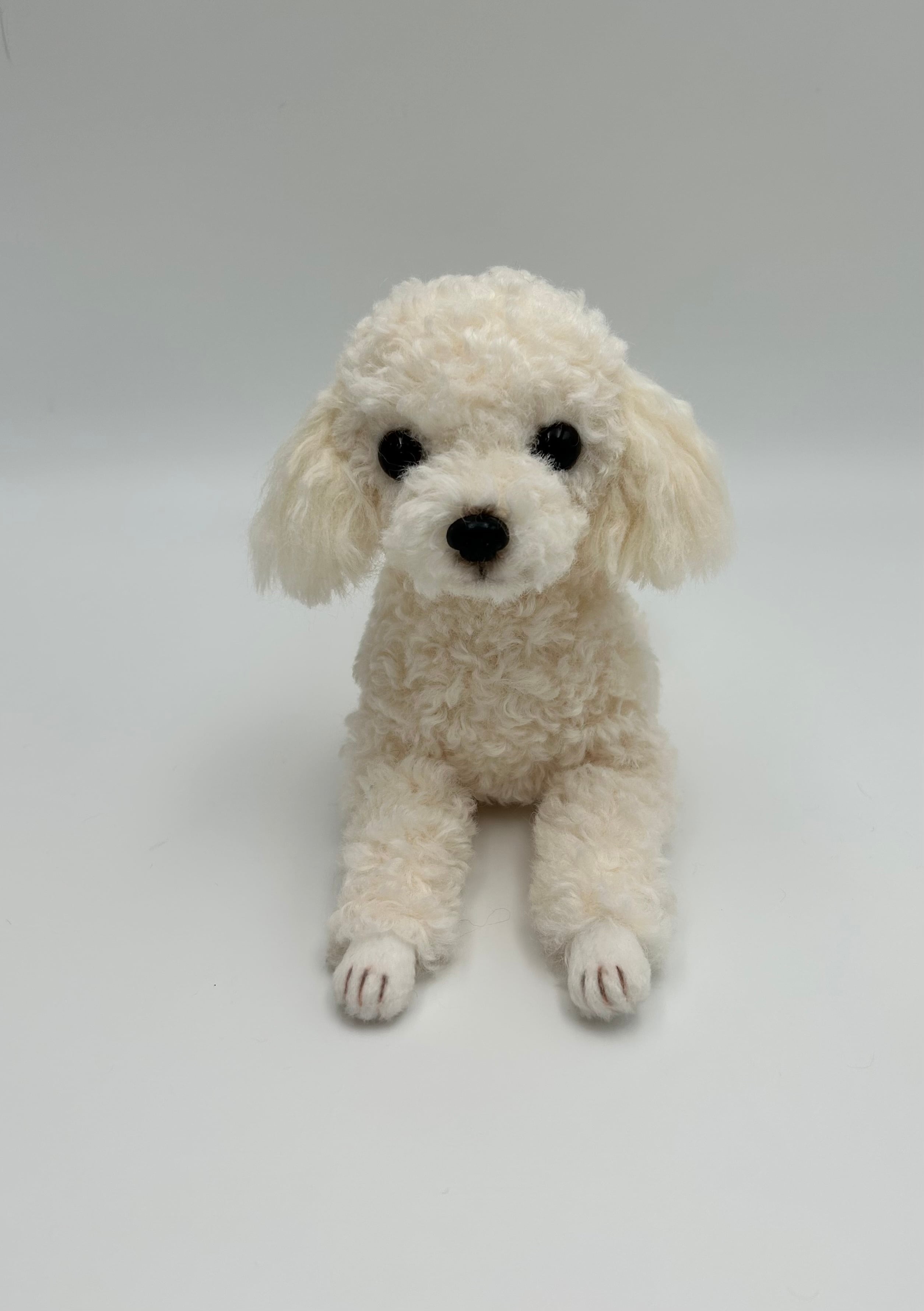 トイプードル アイボリー＊ミニチュア | うちの子ワンちゃん