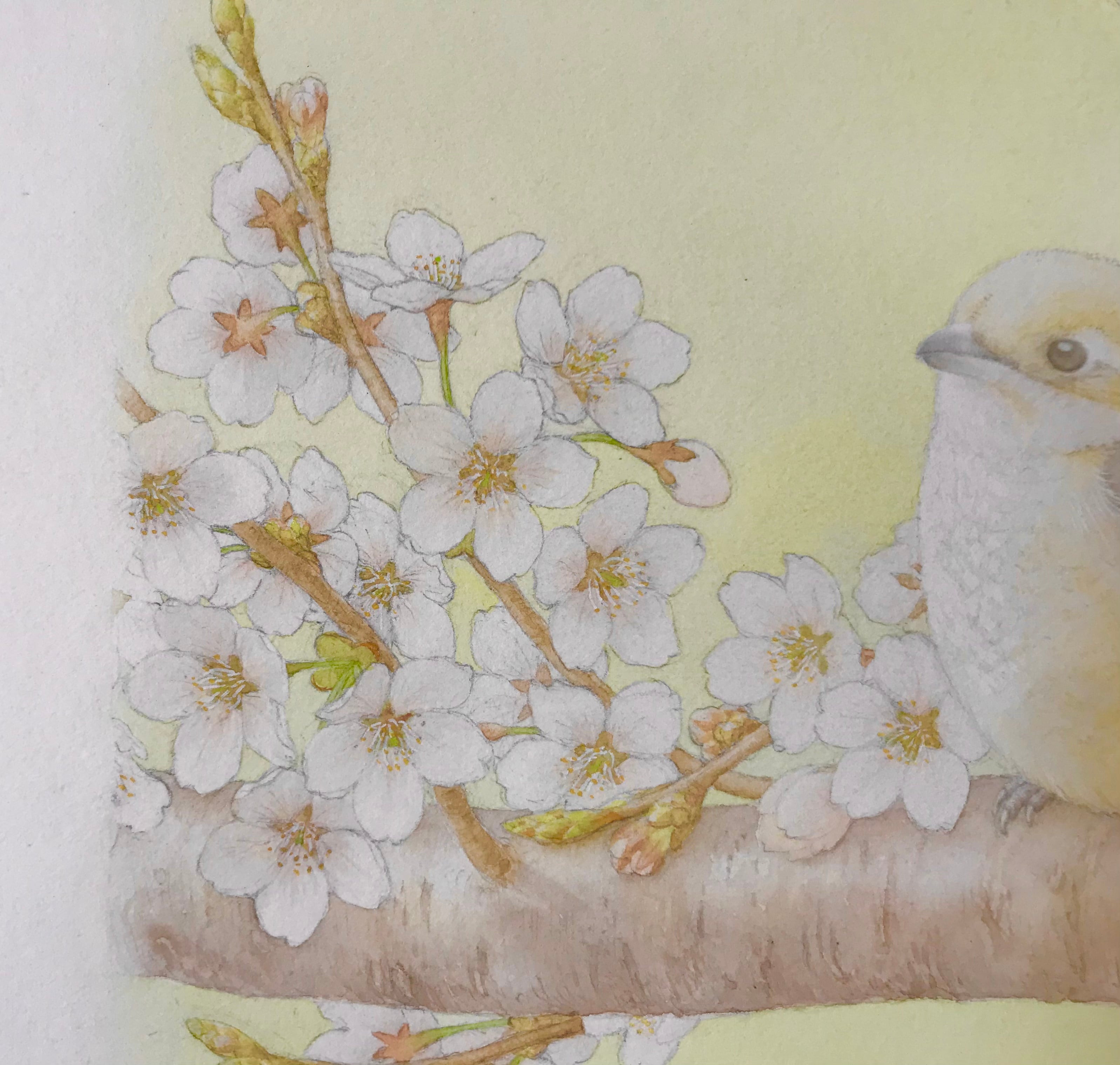 ◇橋谷和樹◇ 『桜と小鳥』直筆作品（額縁付き） | 橋谷和樹 Kazuki