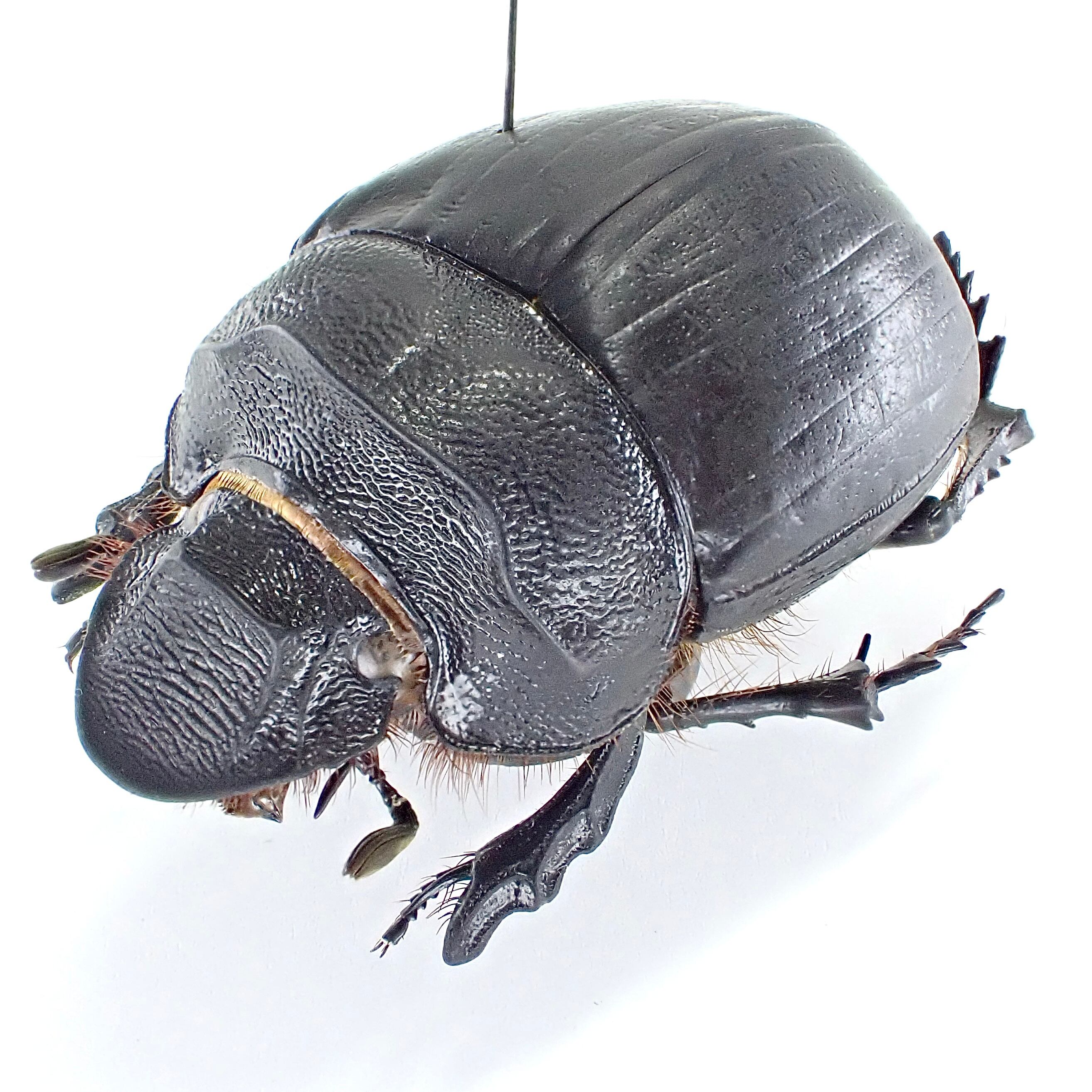 カメルーン産 Heliocopris sp. myrmidon ♂♀ 36mm/36mm | 昆虫標本