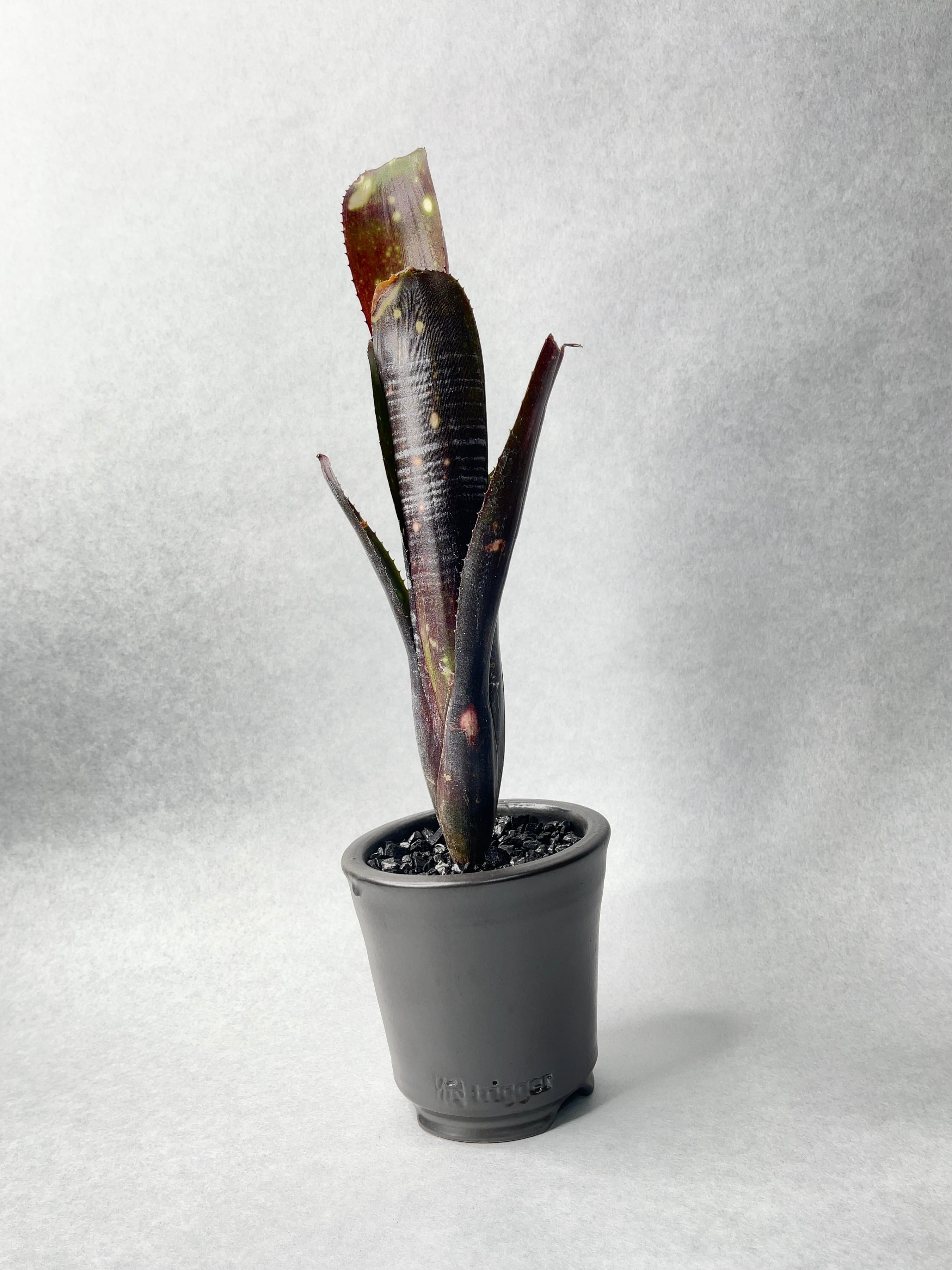 ビルベルギア・ダースベイダー | trigger