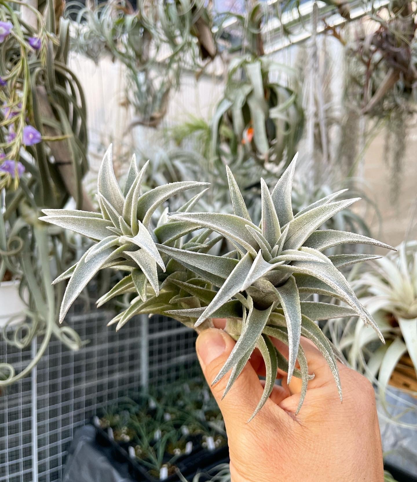 エディシアエ シルバーフォーム① edithiae Silver Form | クルール