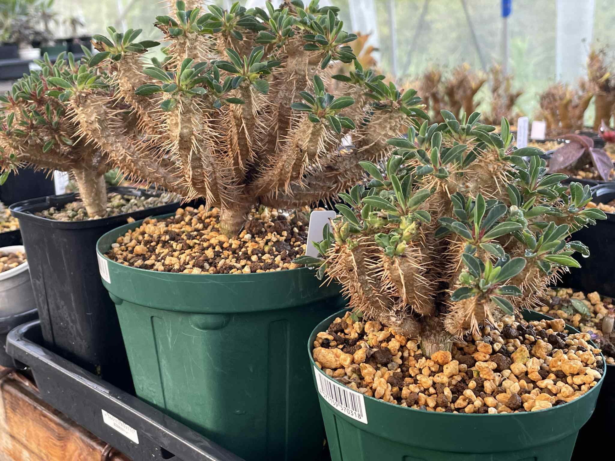 ユーフォルビア・ギラウミニアナ｜Euphorbia guillauminiana【種子4粒