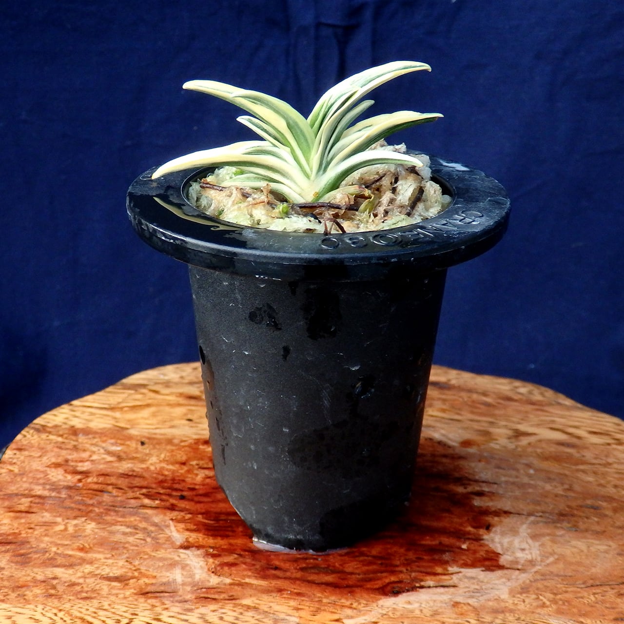 万年青（オモト）［日本国内向け］ | 森巣鬱林堂 / Morynos Utsurindo