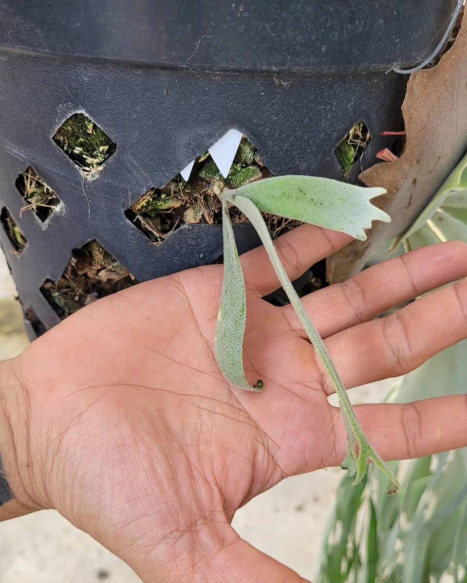 P.willinckii cv. Sailor Saturn【artPLANTs】ビカクシダ/Platycerium