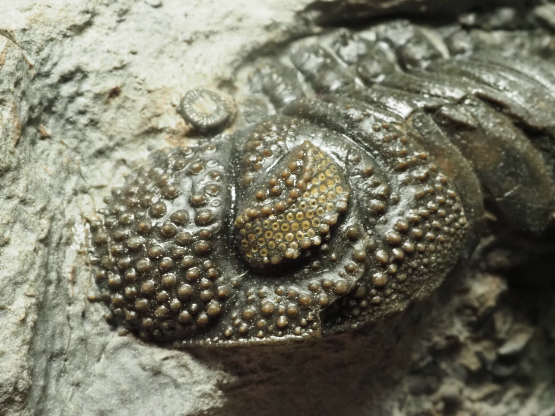 超レア希少種！三葉虫【Parvilichas marochii】【237 g】モロッコ王