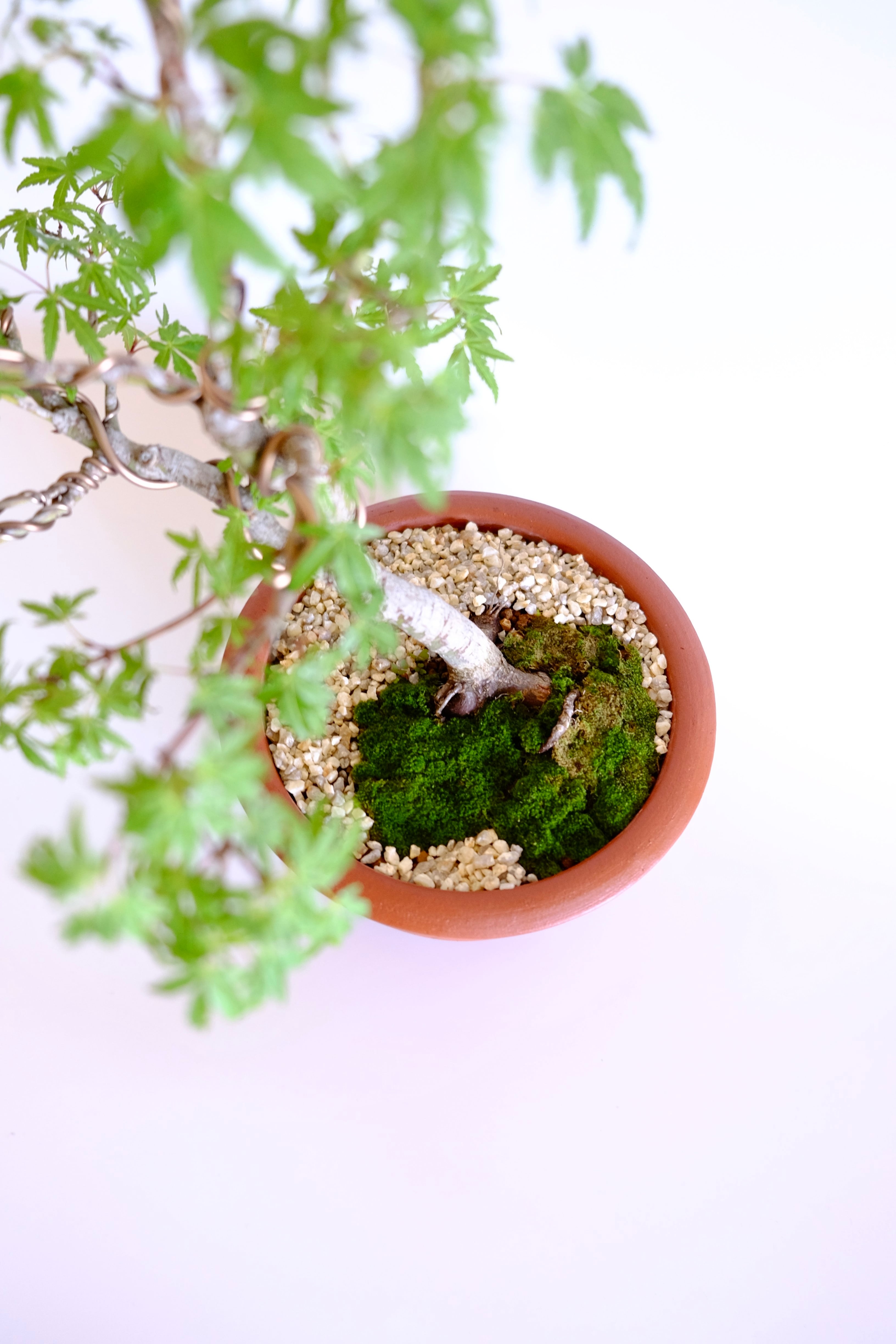 17. 行姫紅葉 Yukihime momiji (Yukihime maple） | Pay ID