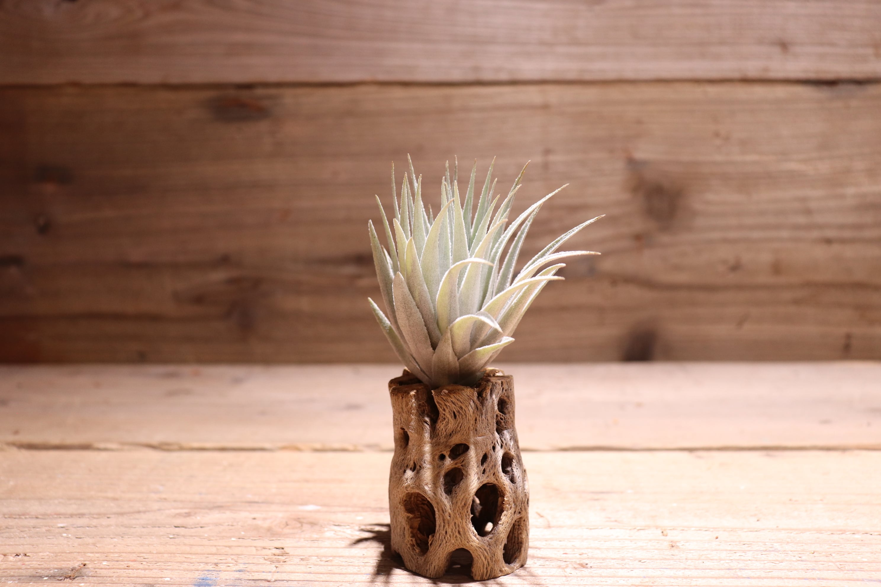 ブロメリア・エアープランツ Tillandsia roseiflora Tillandsia