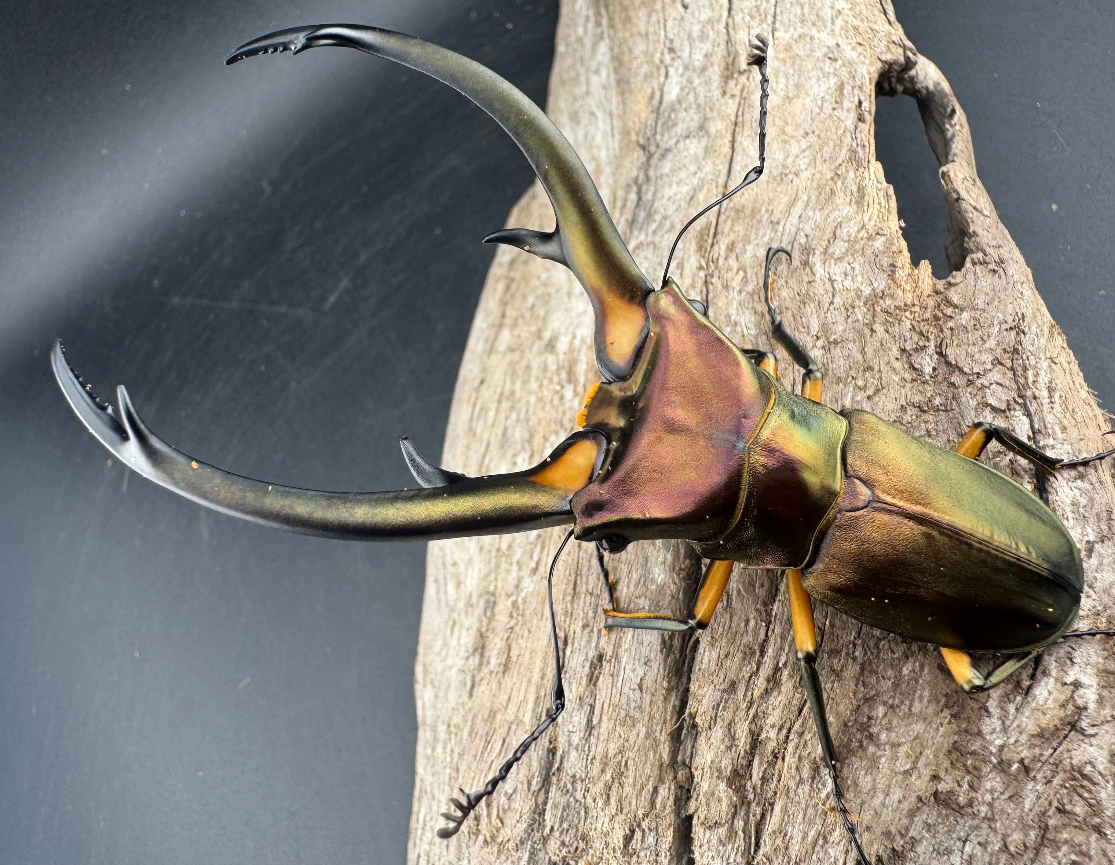 WD】《エラフスホソアカ 94.5mm ペア》 | KPW公式オンラインショップ