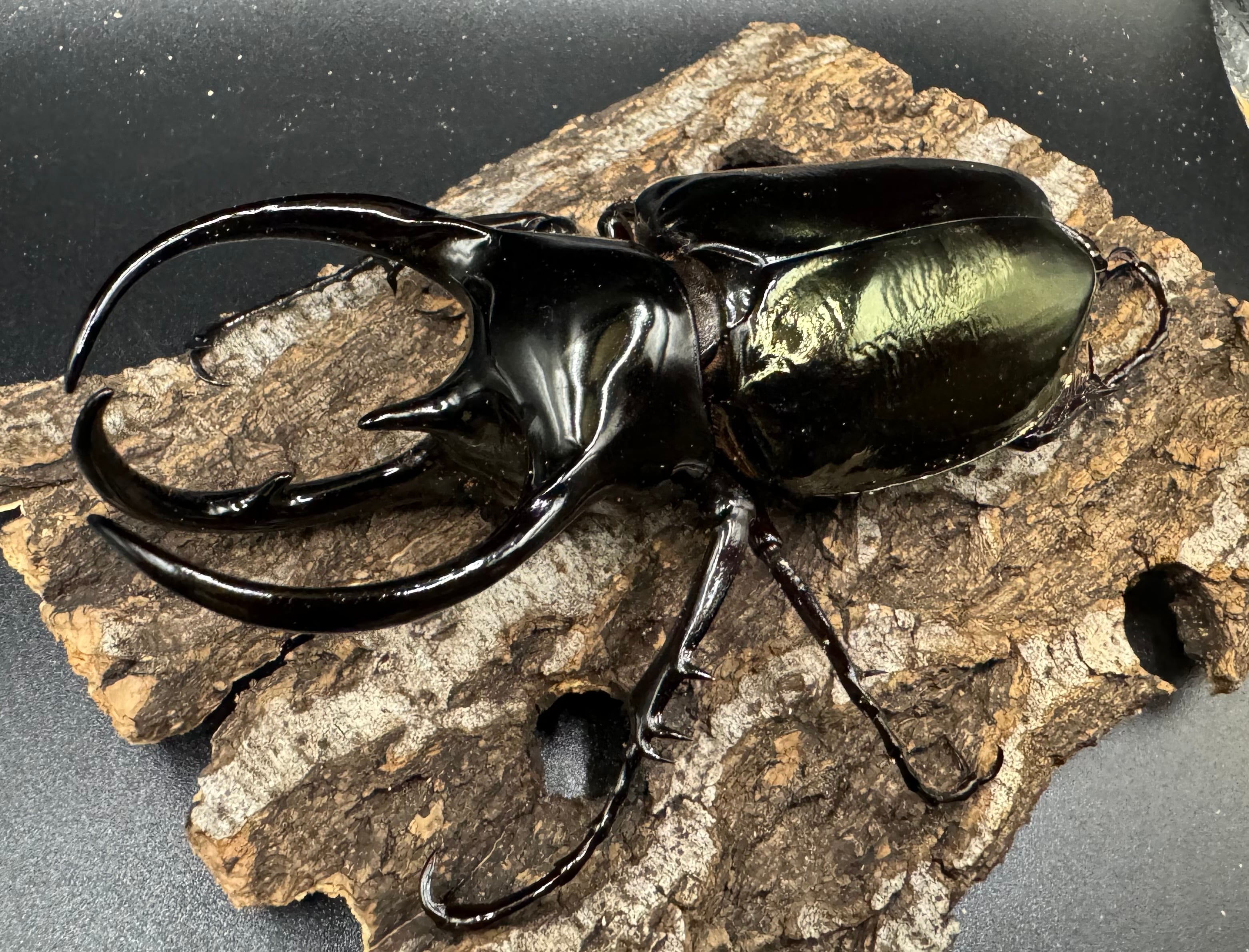 WD】《タイリクコーカサスオオカブト タイ産 110mm ペア》 | KPW公式