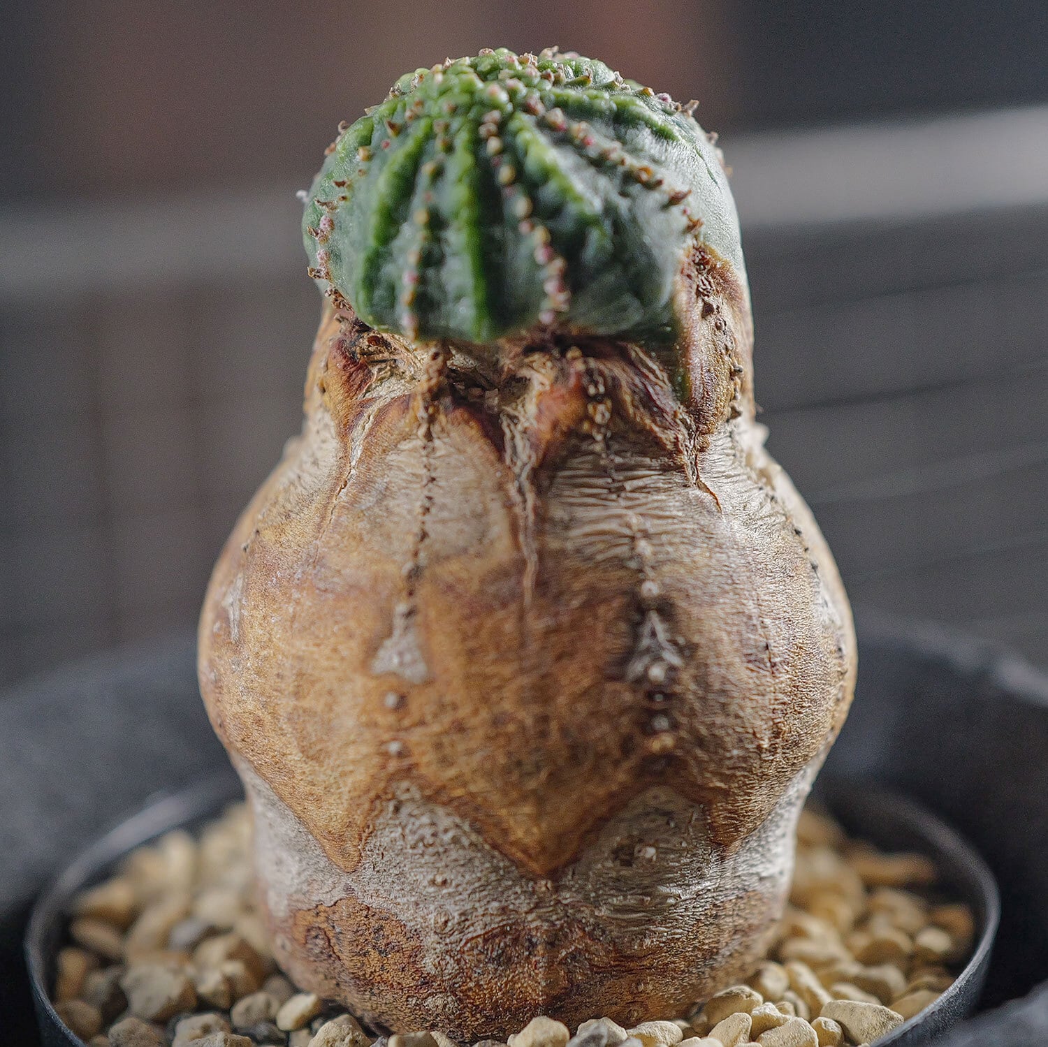 メス株【厳選株】白木 木質化 美模様 マイクロ マウンテン オベサ