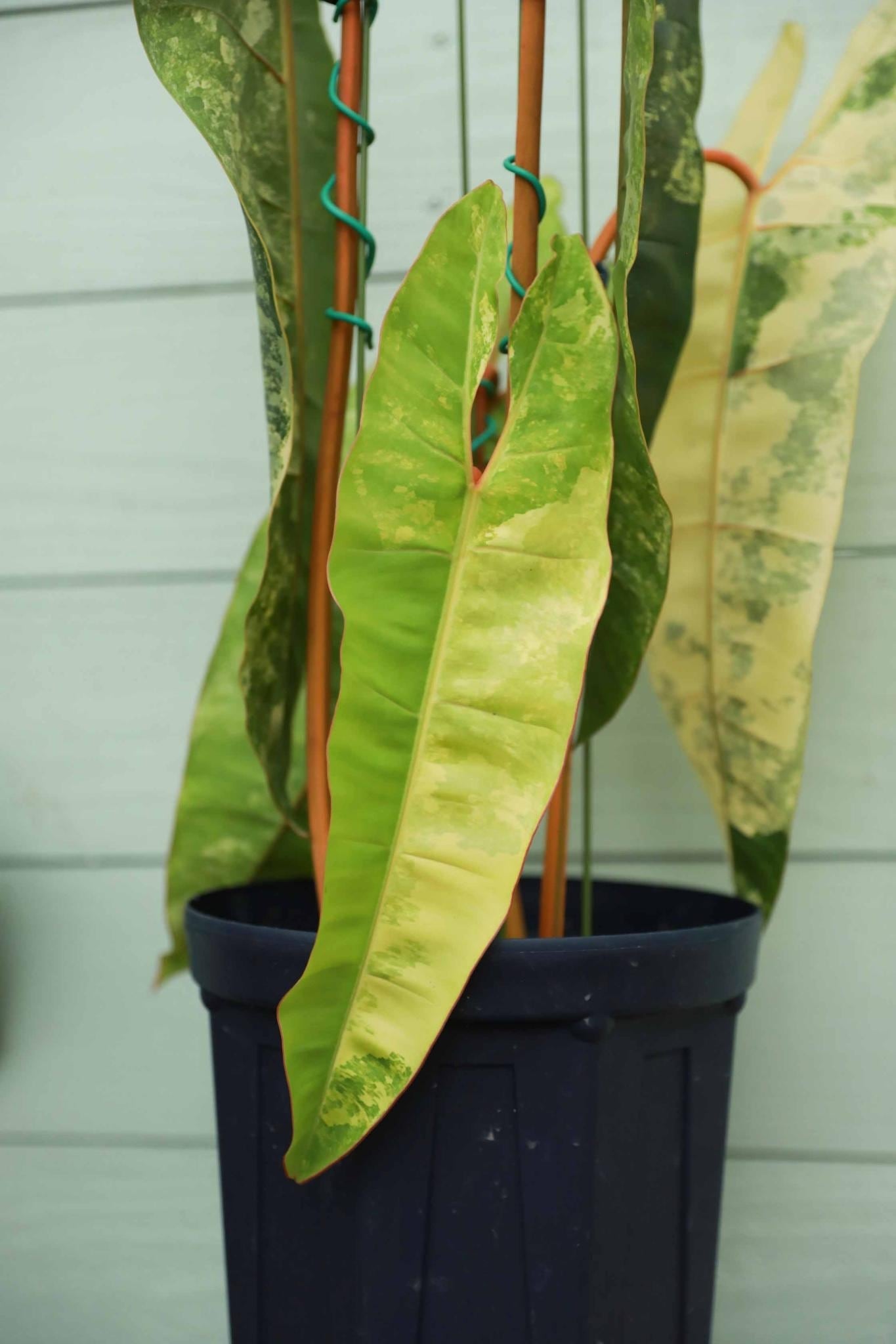 フィロデンドロン ビレッティア 斑入り 大株【激レア】Philodendron