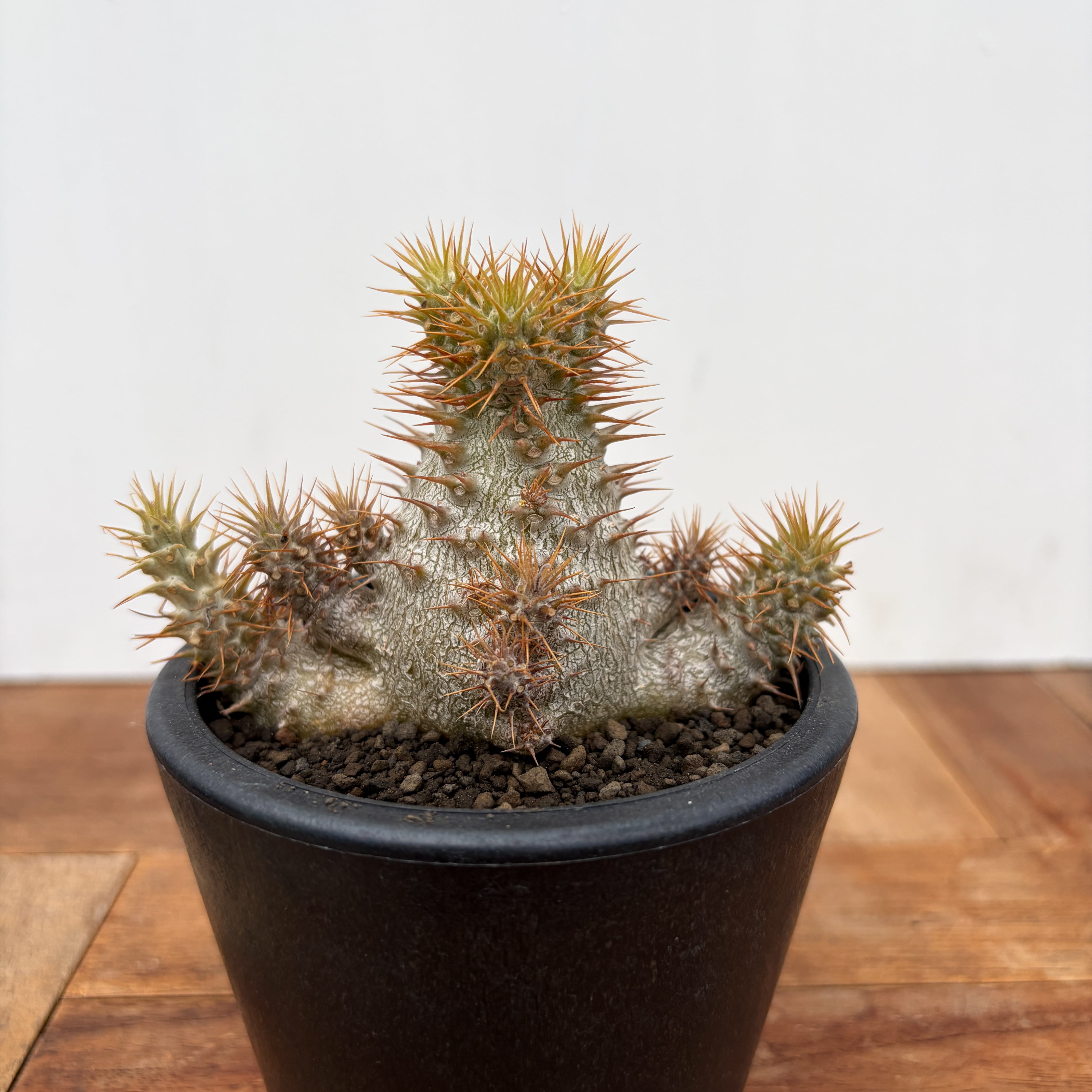 Pachypodium Lealii【パキポディウム・レアリー・実生】 | RIMO'S