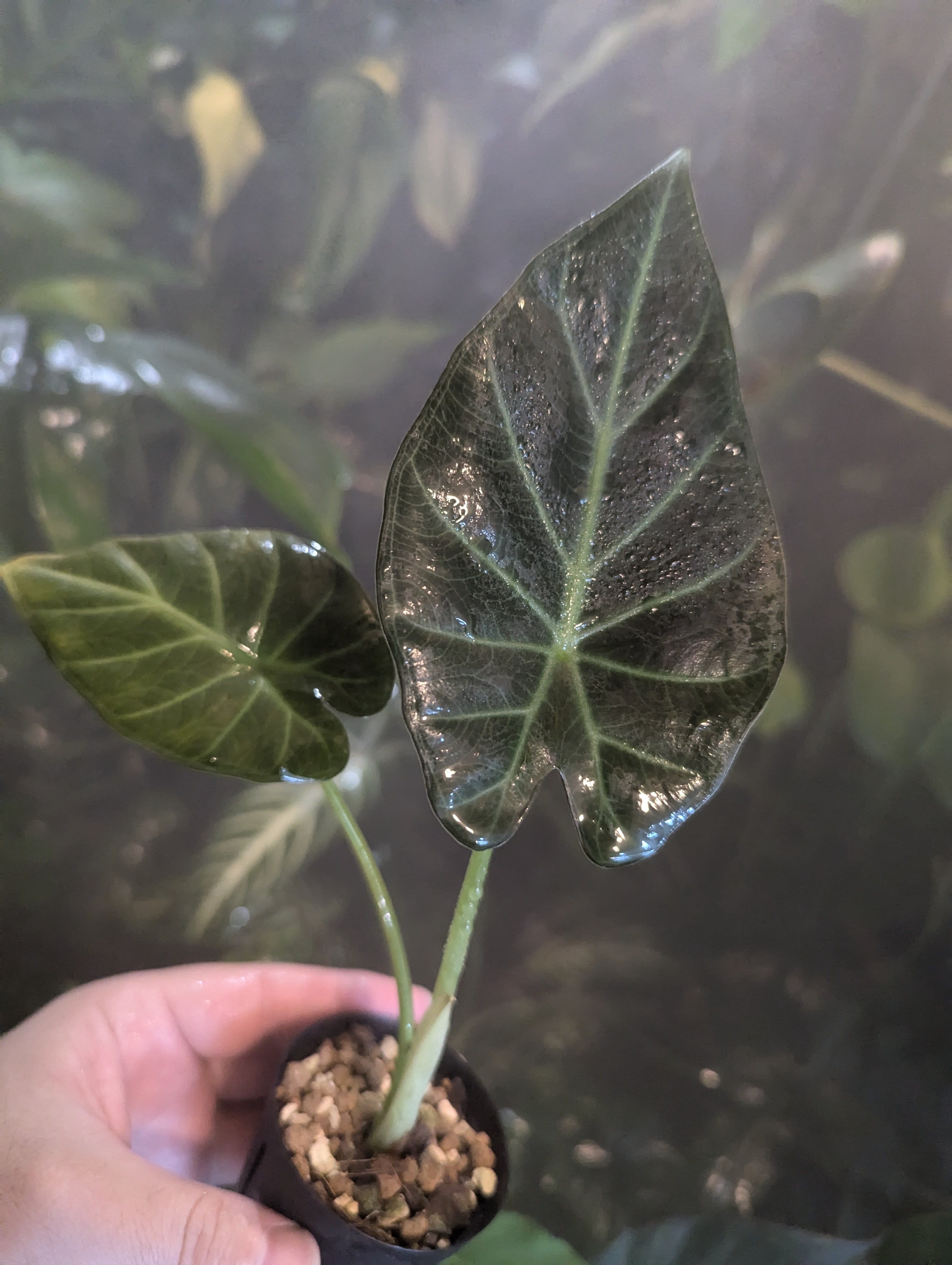 タグ紛失アロカシアリーガルシールズ？斑入り芋株 アロカシア5種+