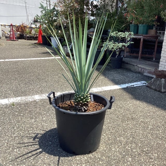 屋外向き】【おしゃれ オシャレなインテリア】ユッカ リギダ 観葉植物