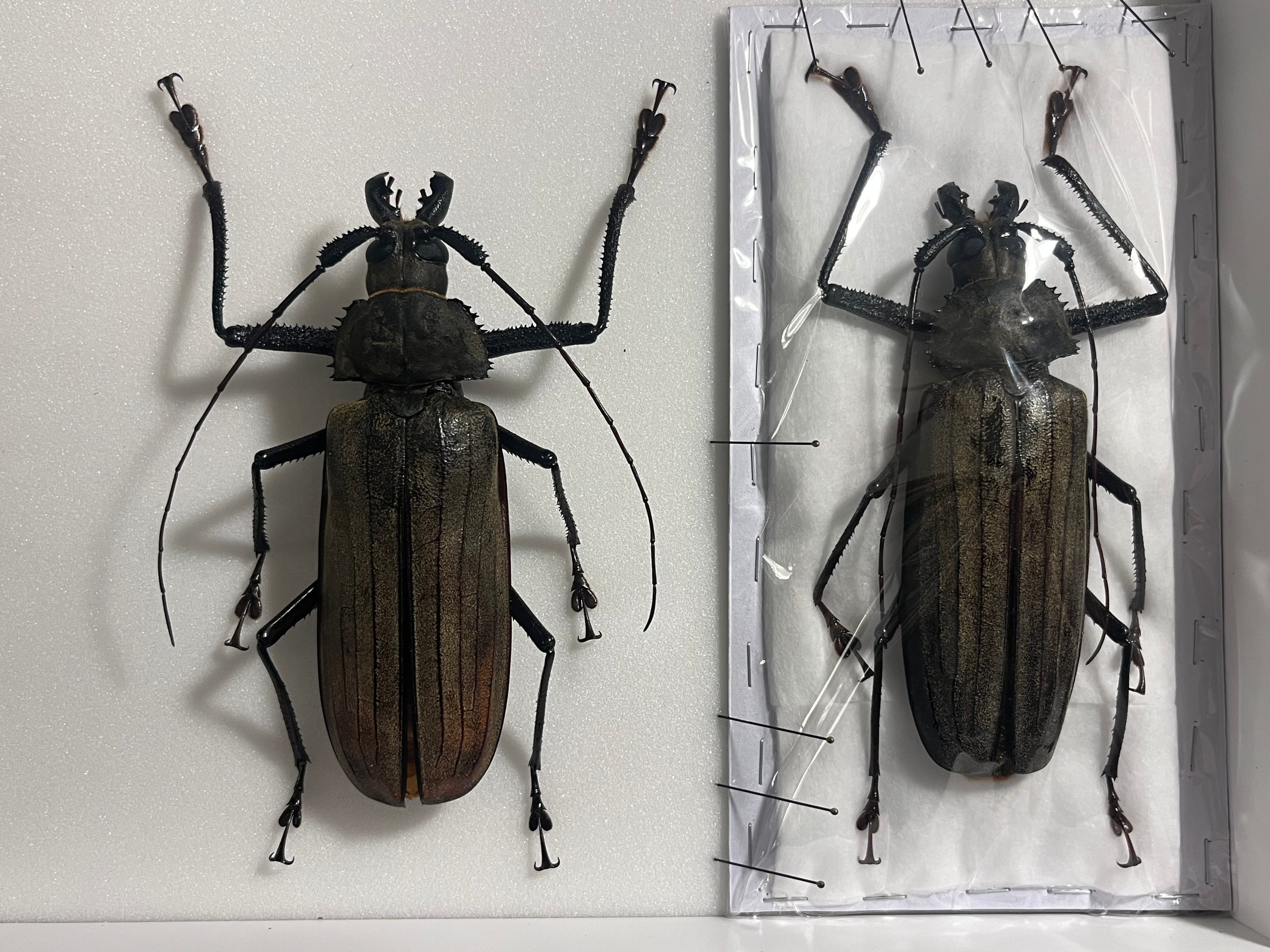 オ*ク様 スジバネトゲフチオオウスバカミキリ 標本 幼虫 オ*ク様 スジ