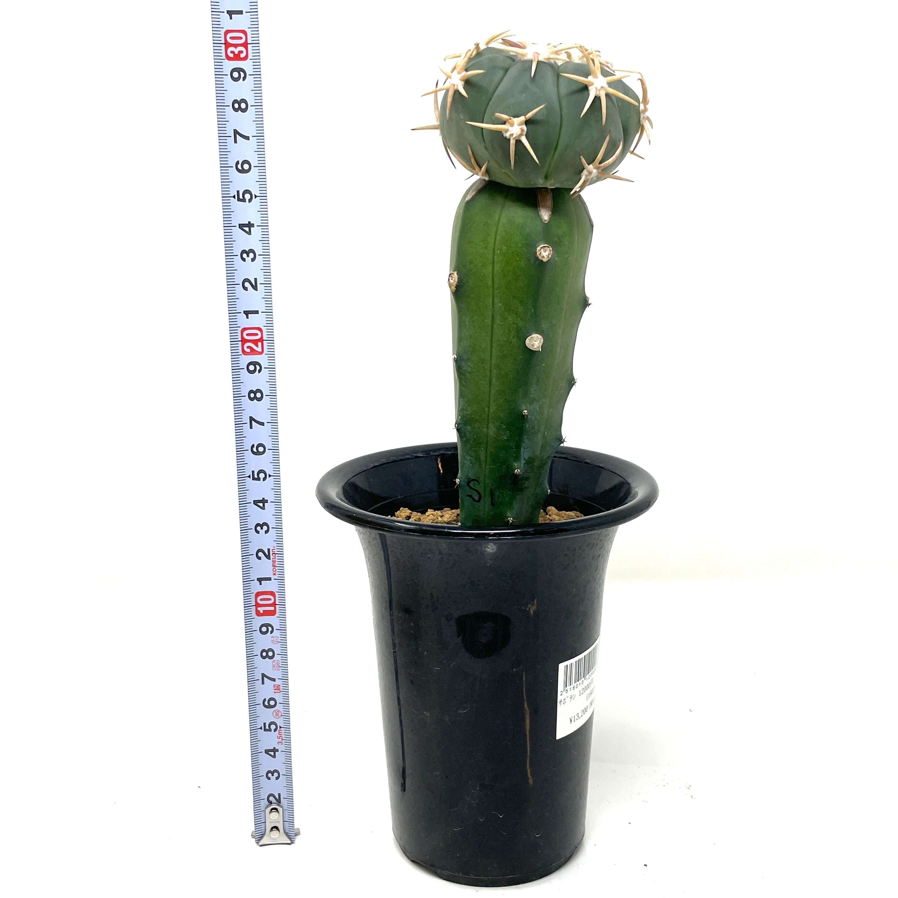 サボテン エキノカクタス 翠平丸【338】 | PROTOLEAF プロトリーフ