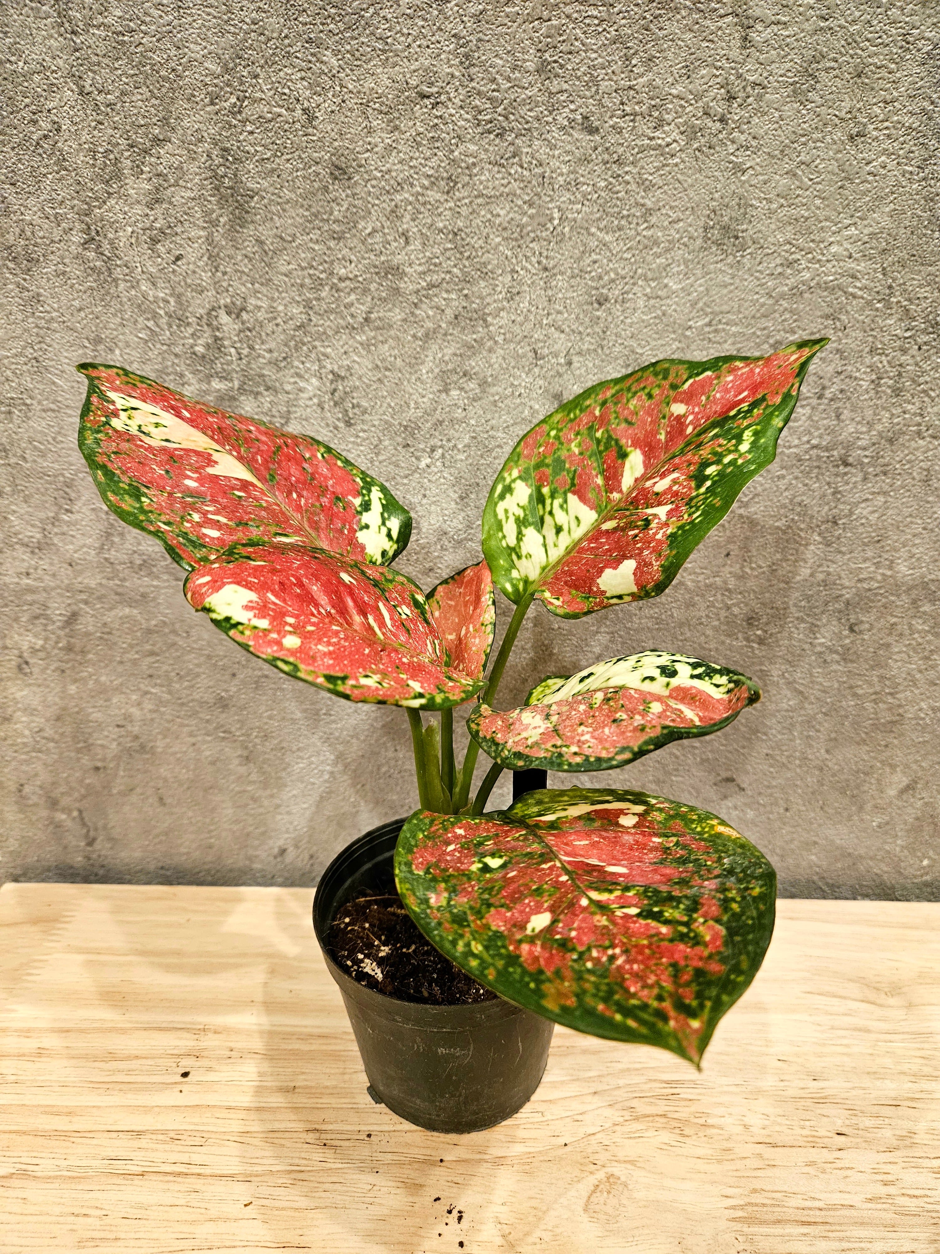 Aglaonema Unyamanee Tricolor アグラオネマ アンヤマニー トリカラー