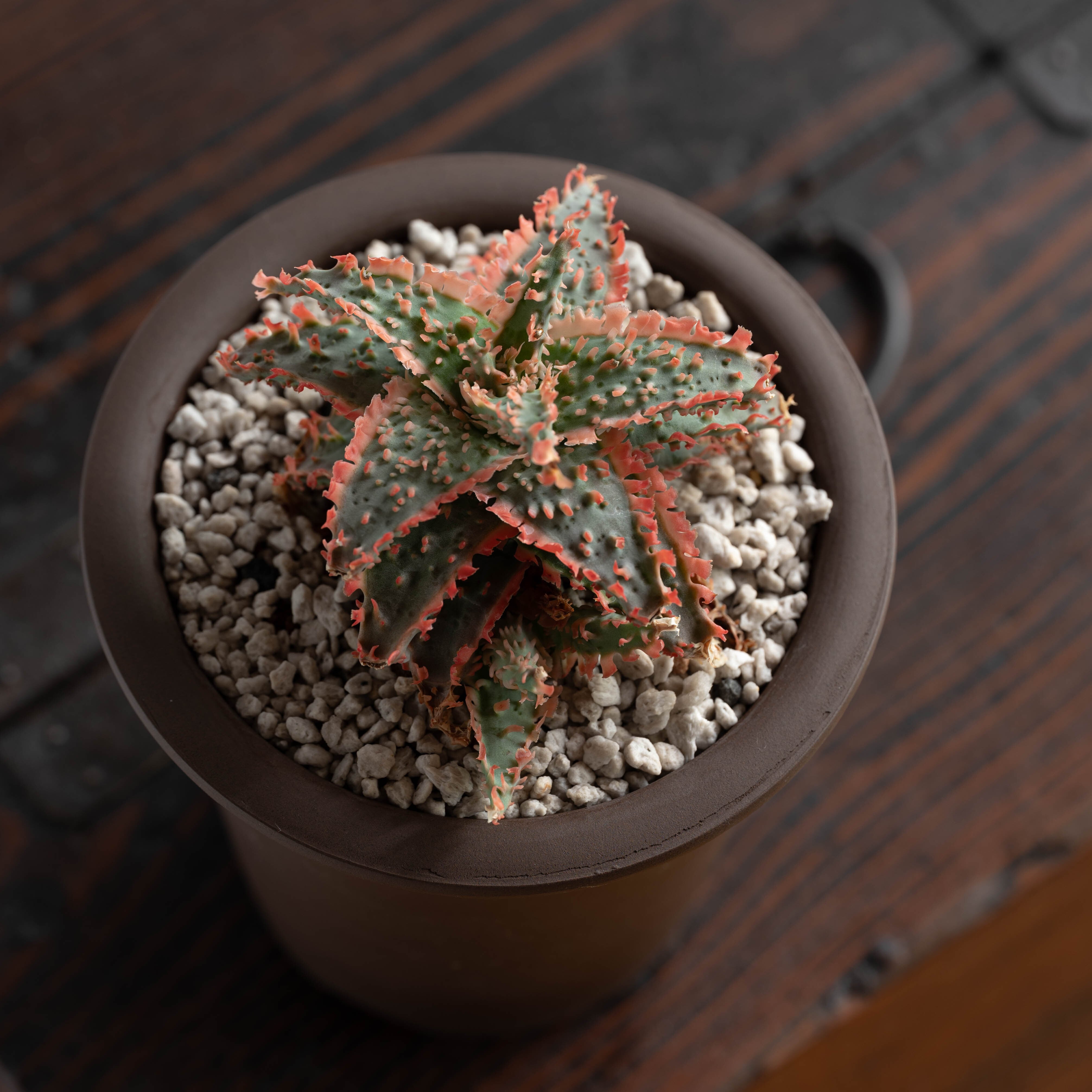 子株】アロエ ハイブリッド -Aloe hybrid- AB | Agave Rocon