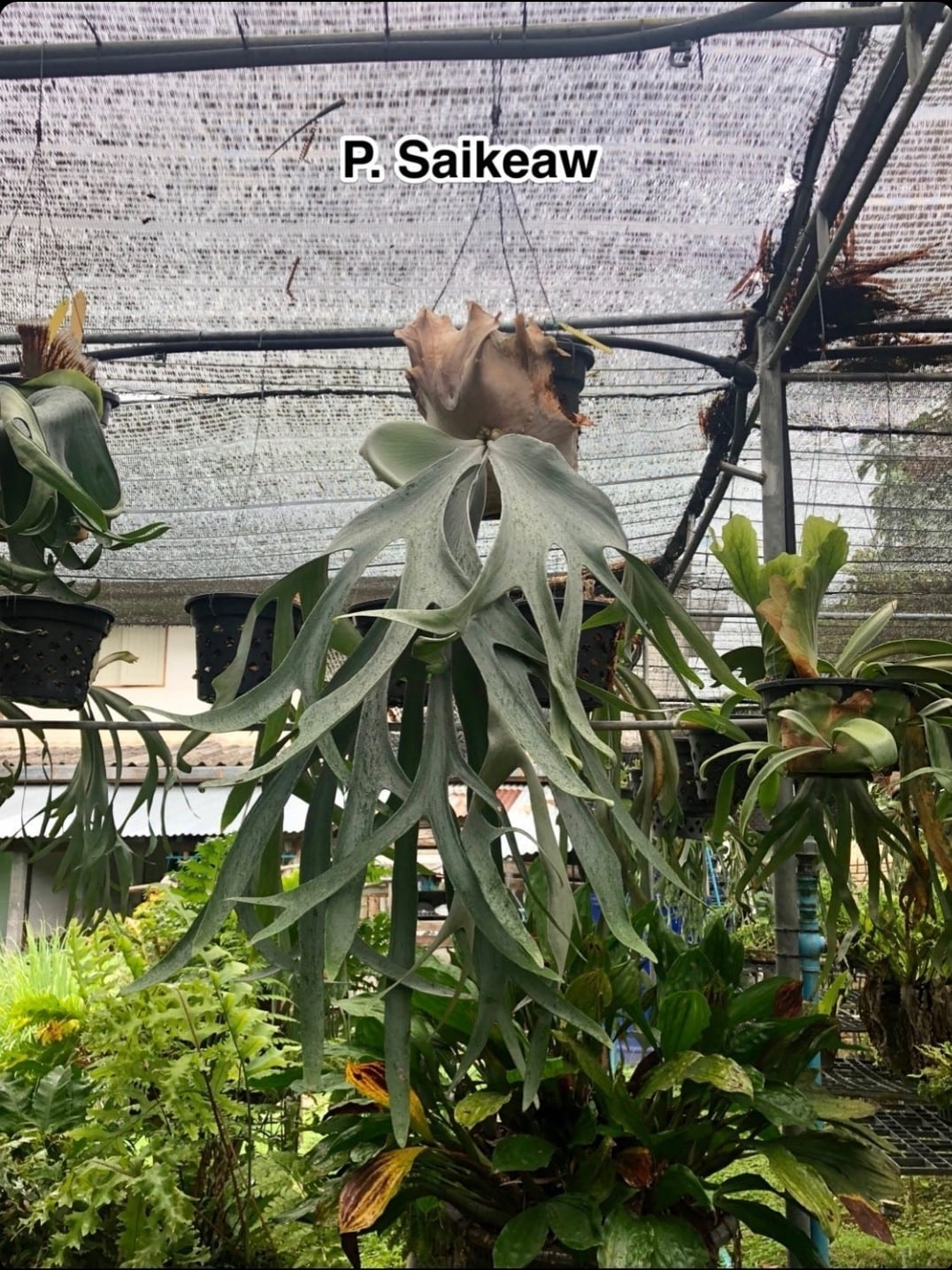 P. Saikeaw (pup)【artPLANTs】 ビカクシダ/Platycerium | artPLANTs