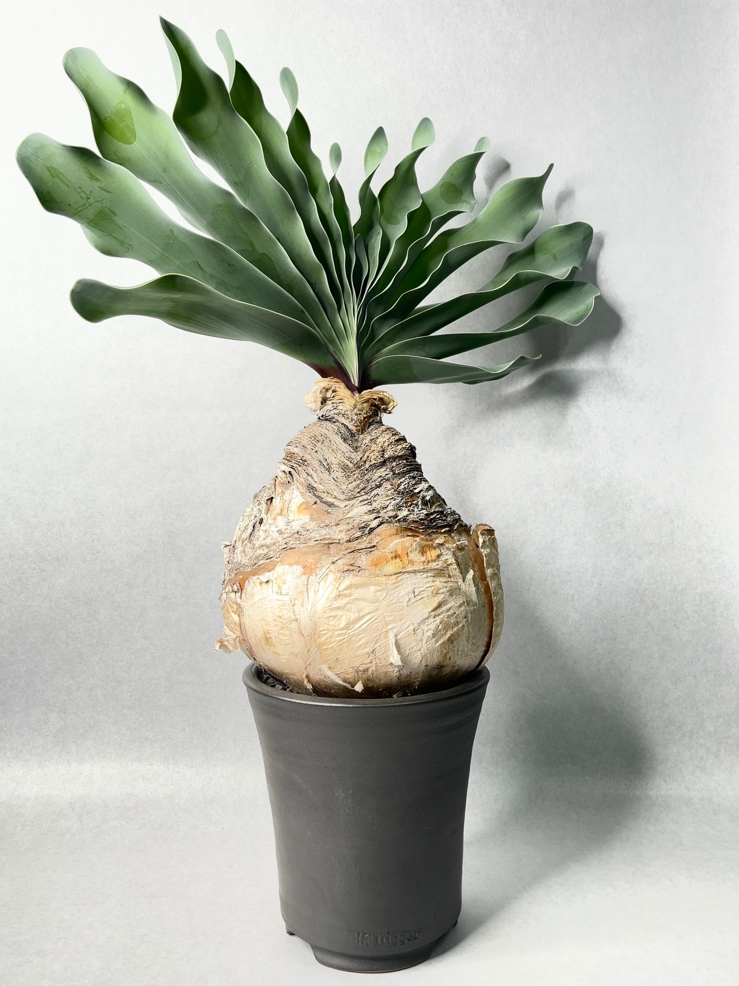 ブーファン・ハエマンソイデス | trigger