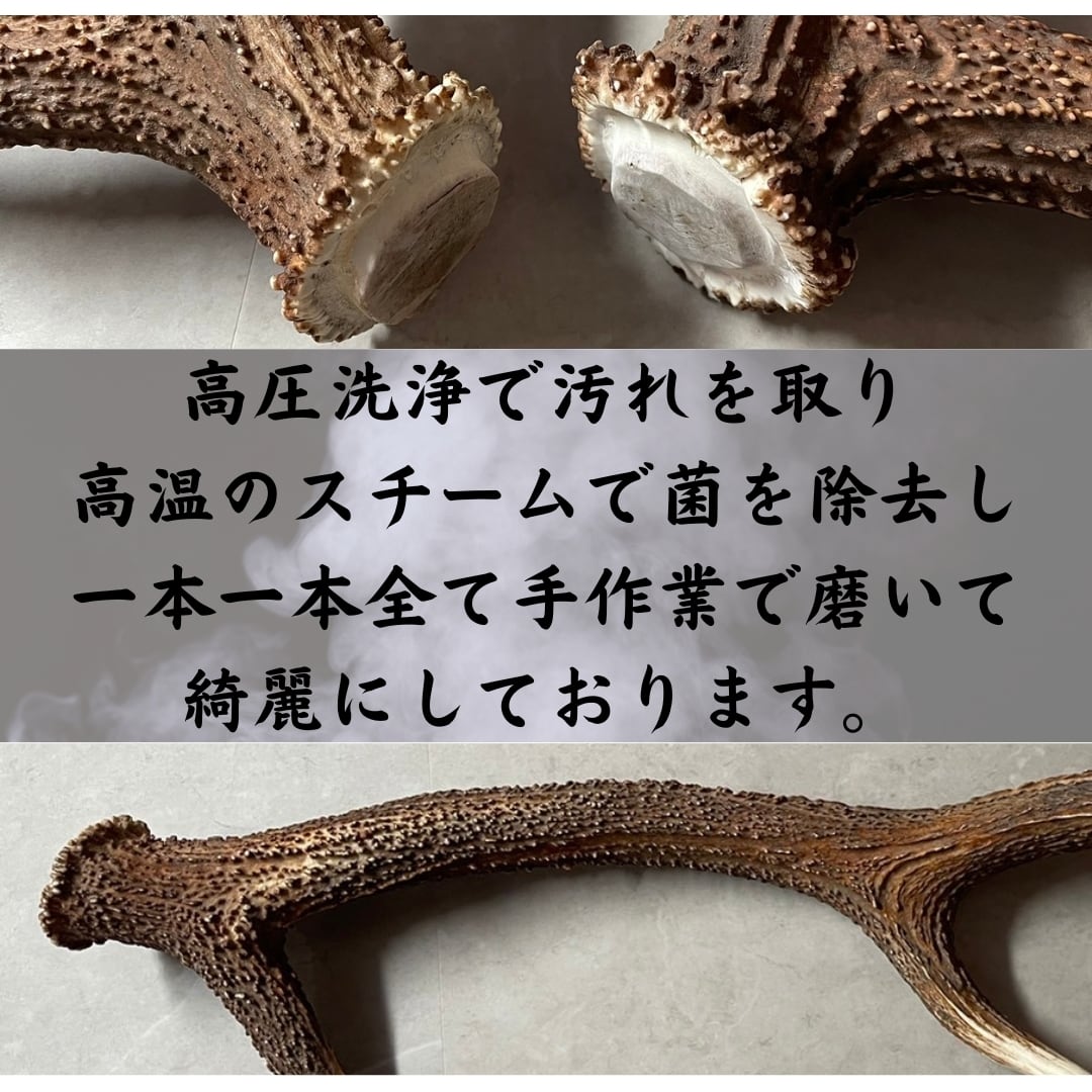 鹿の角 先端 1個セット クラフト材料 ハンドメイド 工作 | REAN select