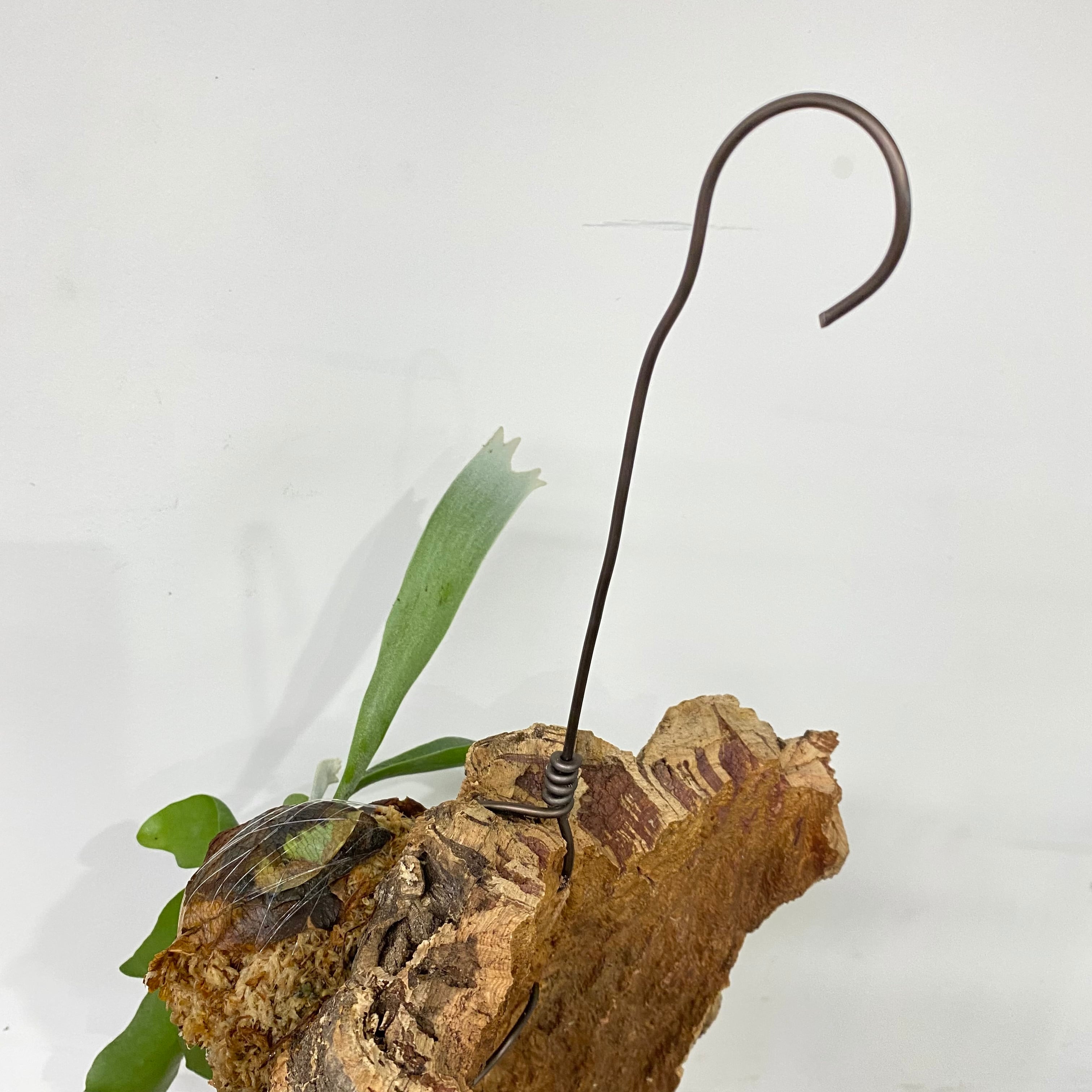 コルク付け ビカクシダ コウモリラン ネザーランド | nikaibu