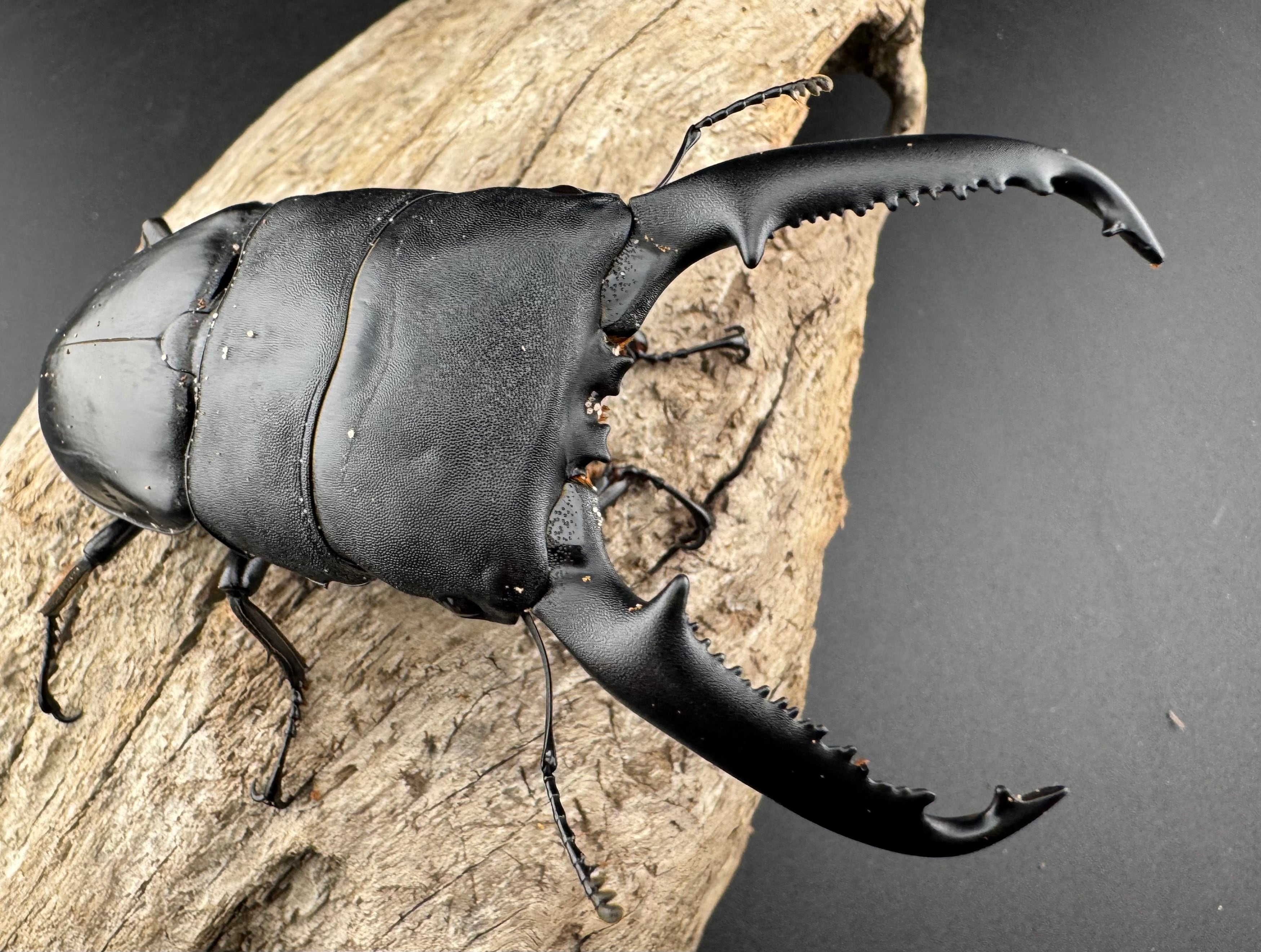 WD】良型《パラワンオオヒラタ バタラザ産 99.5mm ペア》 | KPW公式