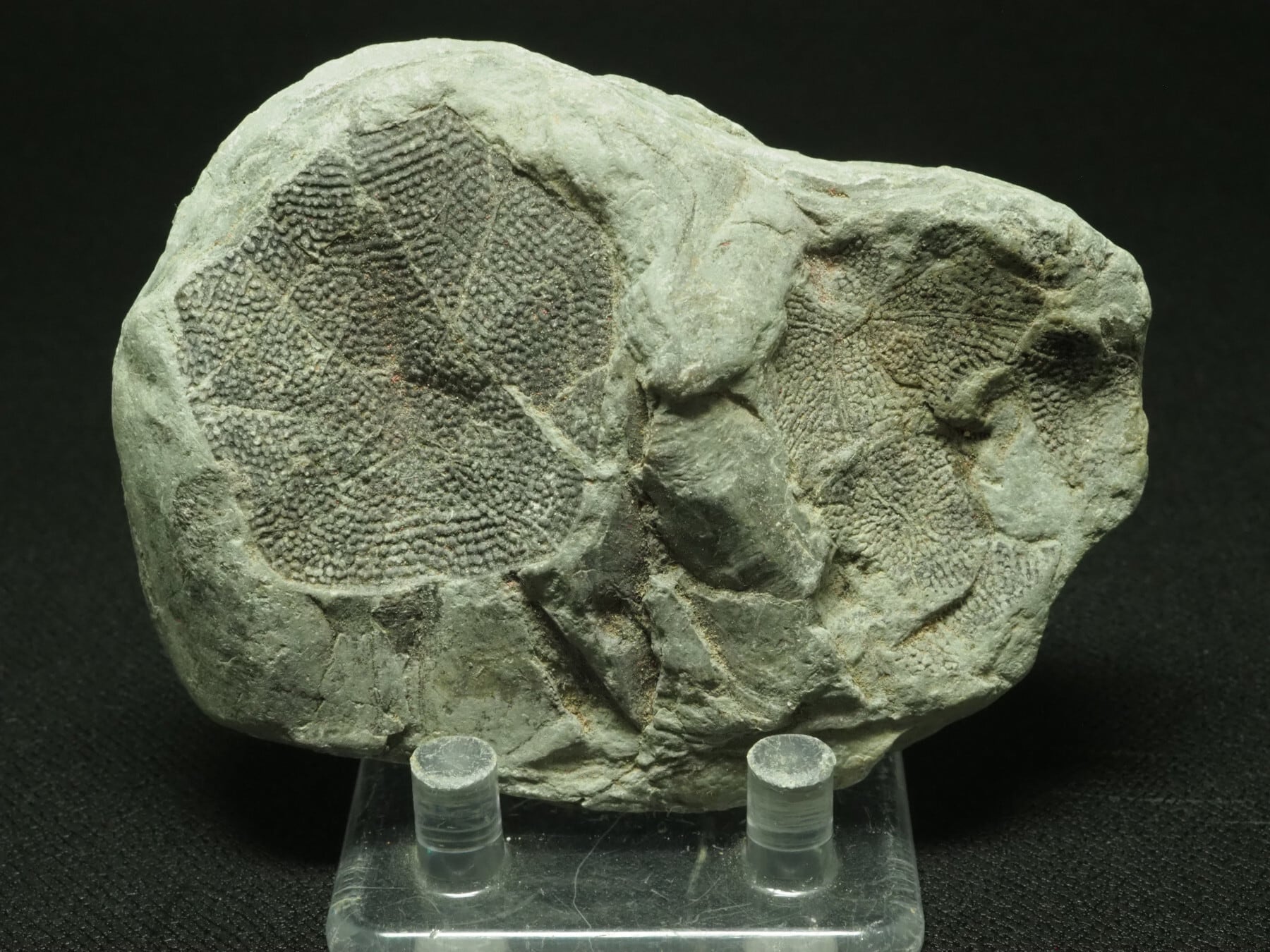 Placoderm / 甲冑魚 | 化石・隕石・鉱物の販売 JURASSIC