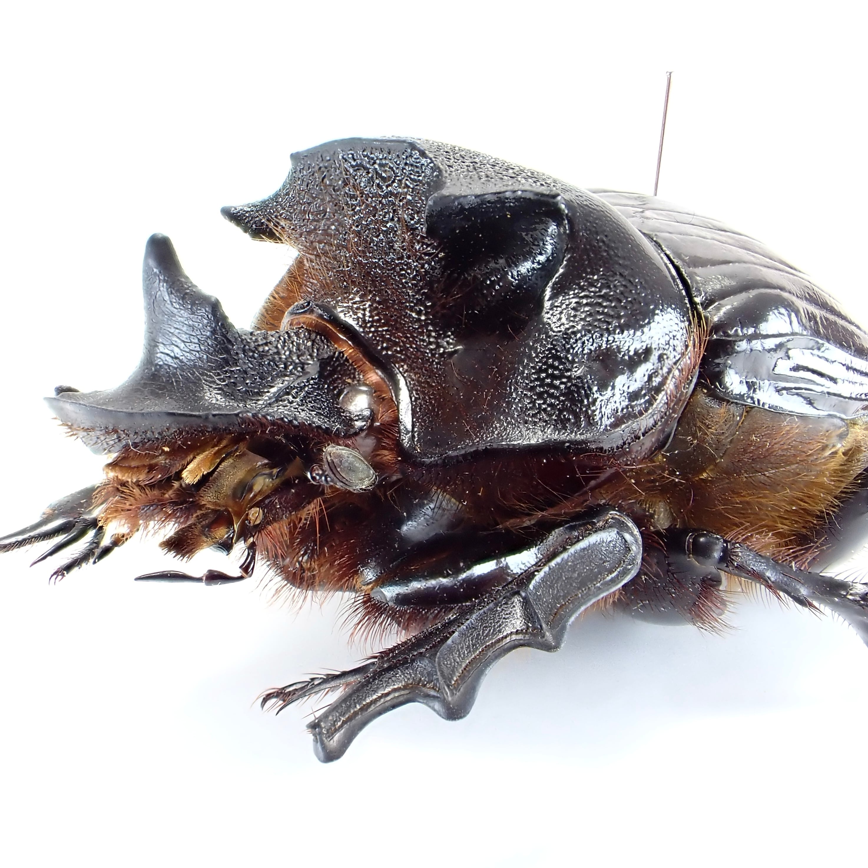 ダイコクコガネの仲間 | 昆虫標本 Diggers & Rollers