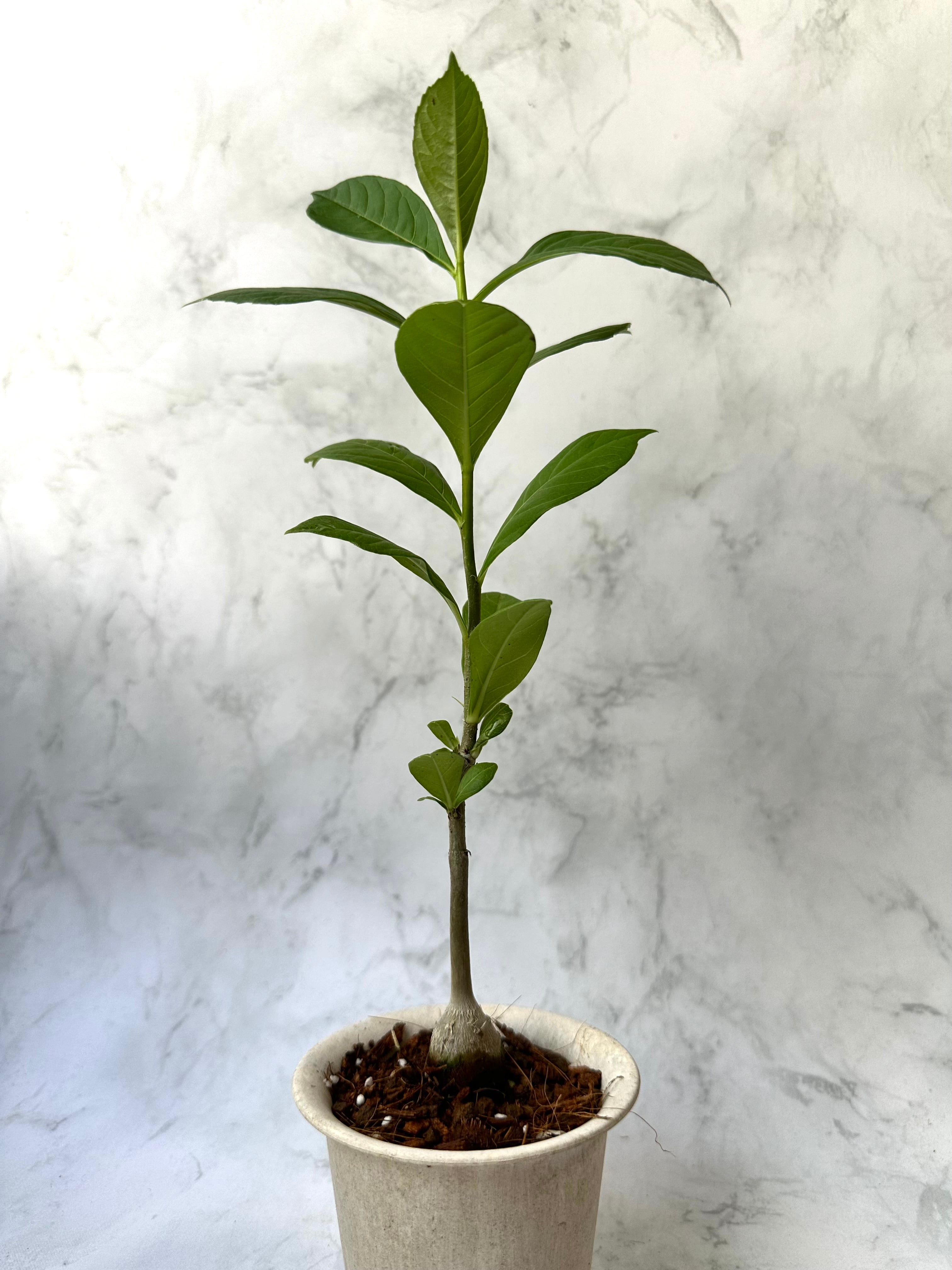 バオバブの木「アダンソニア・ディギタータ」塊根仕立て① | BOKUTO