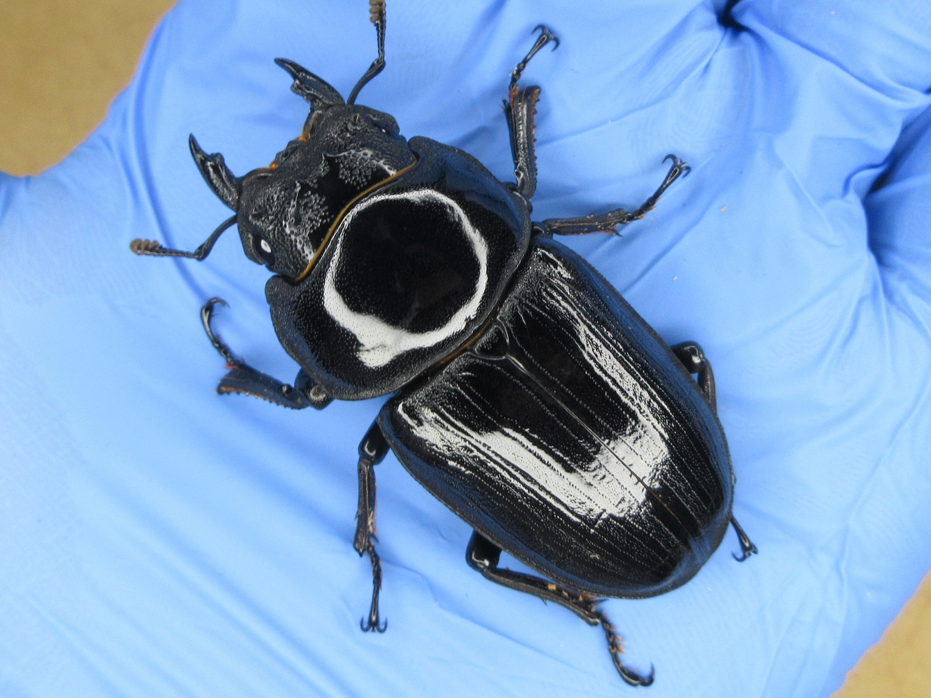 オオクワガタ能勢YG血統 ♀単品56.0mm(YG24Z1-10) | BreedingJournal