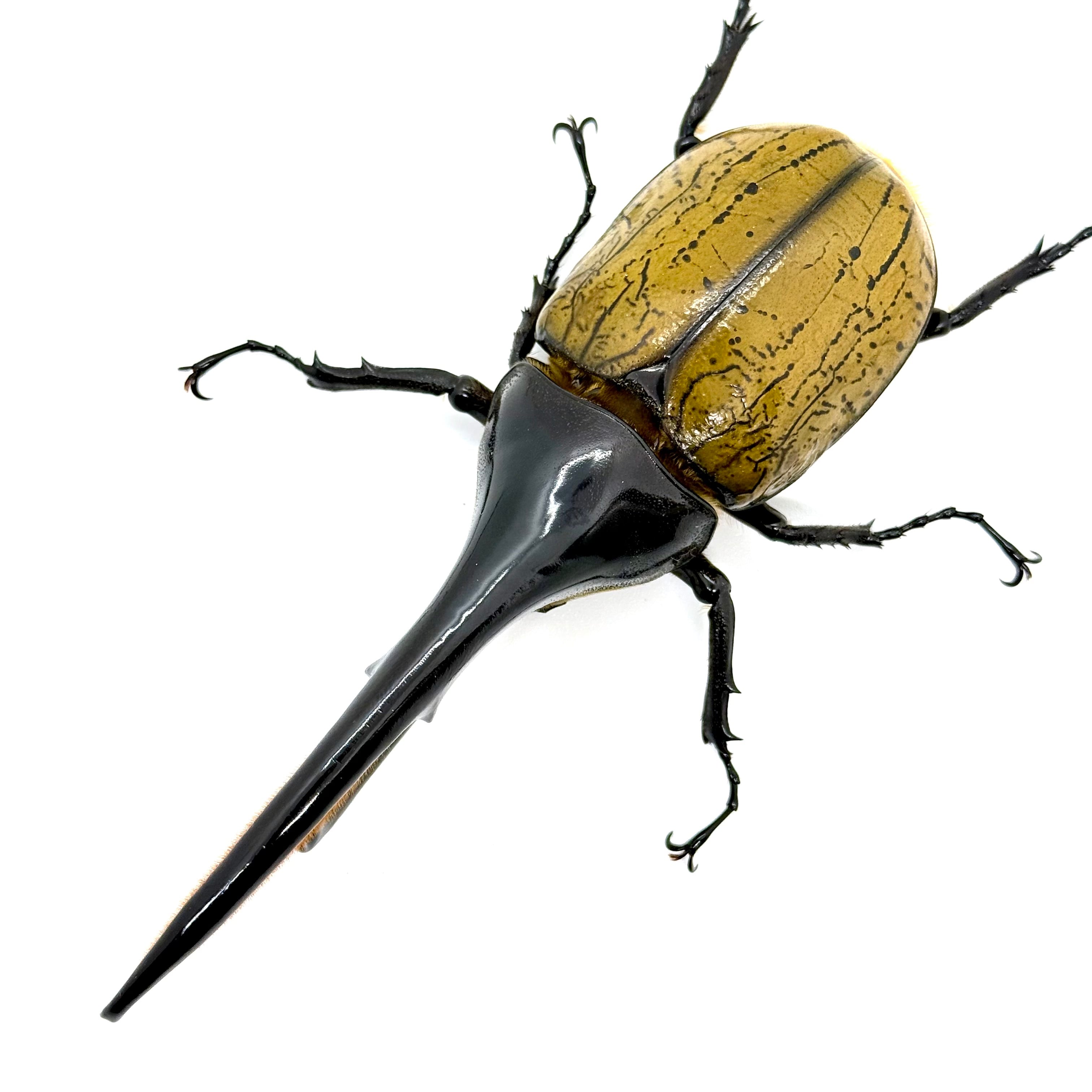 144㎜ / 成虫 / オス / ヘラクレスオオカブト | HERCULES-TOKYO