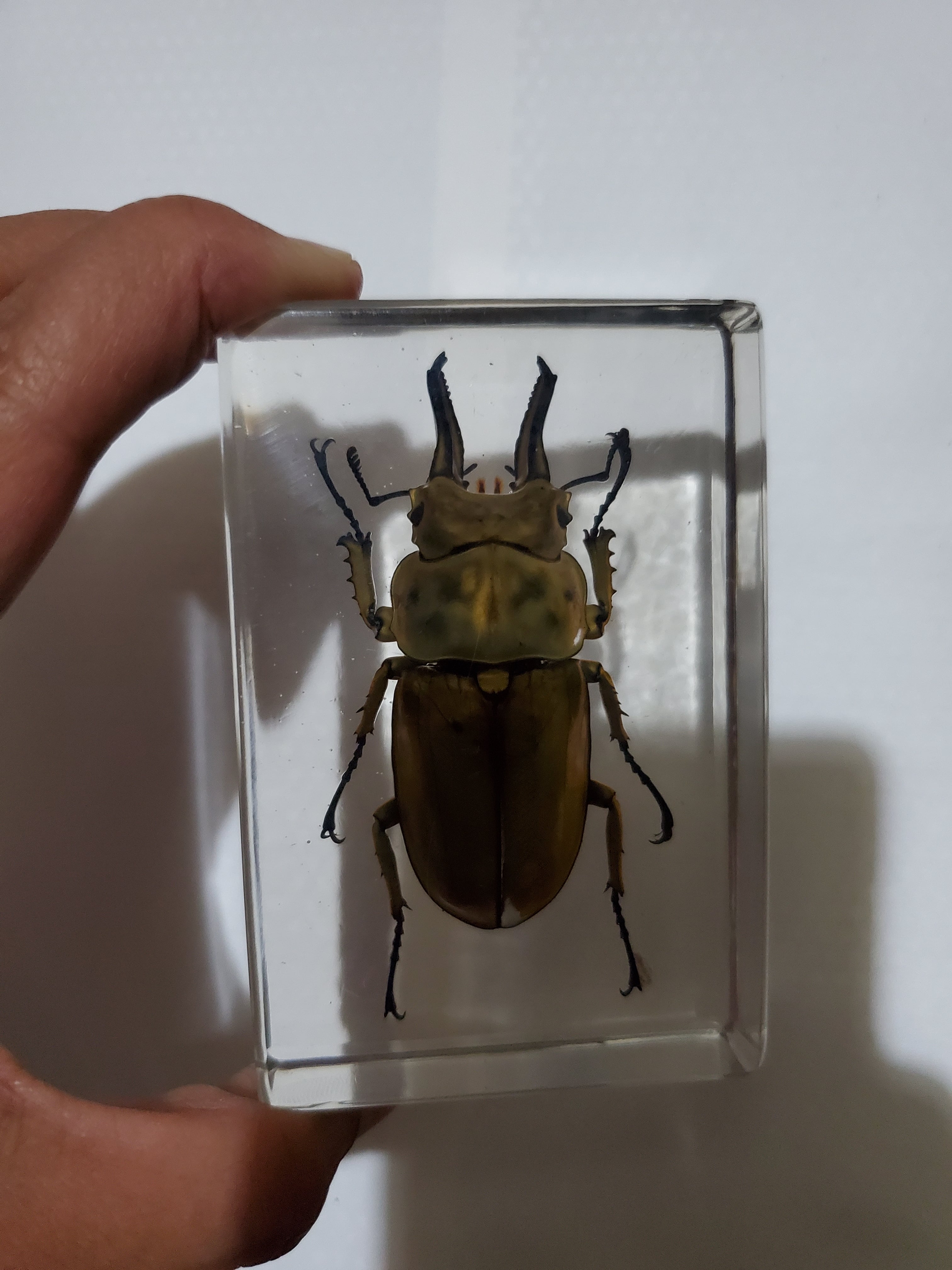 オウゴンオニクワガタ樹脂標本 | いんどねし屋 - Made in Indonesia by