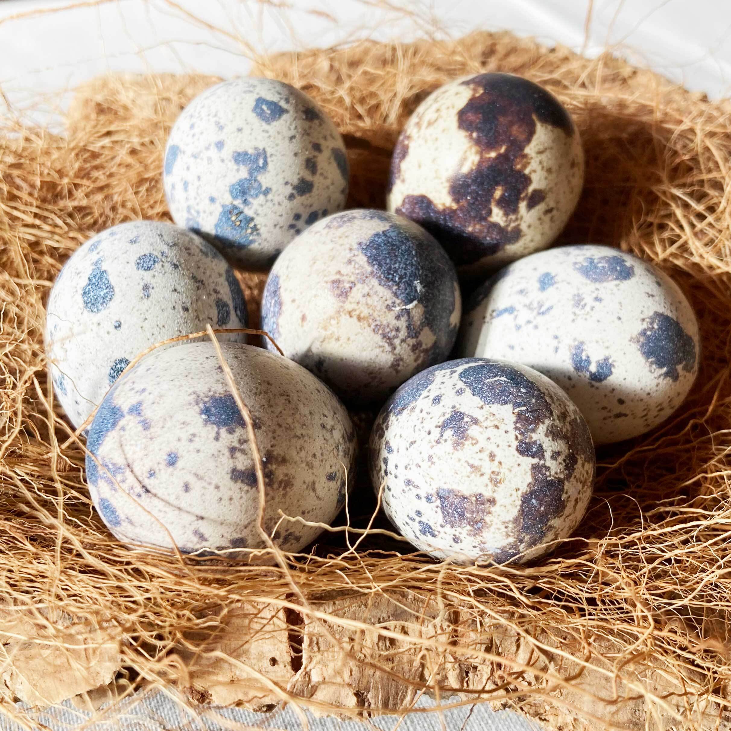 有精卵】孵化用 豊橋産 日本うずらの卵 30個入り 小型自動孵卵器・餌