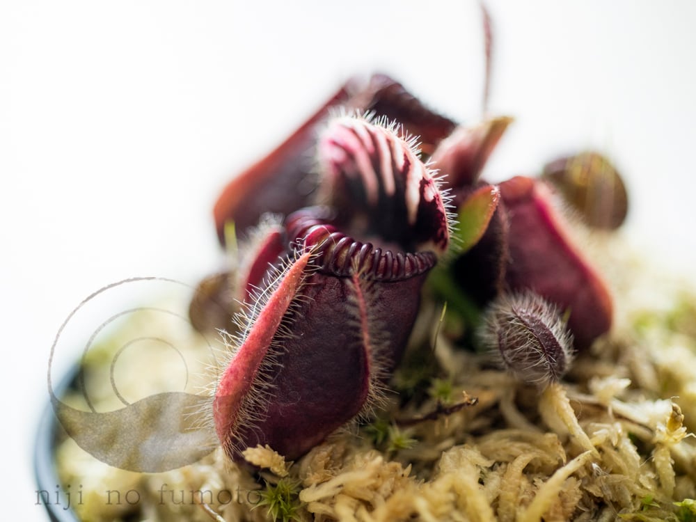 d1063a14d73d5fb2b8e693bf09846b