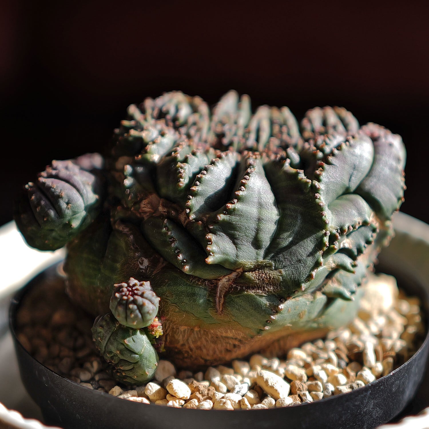 モンスト オベサ (綴化) | LIGHTHOUSE.PLANTS - 海外実生株のオベサ