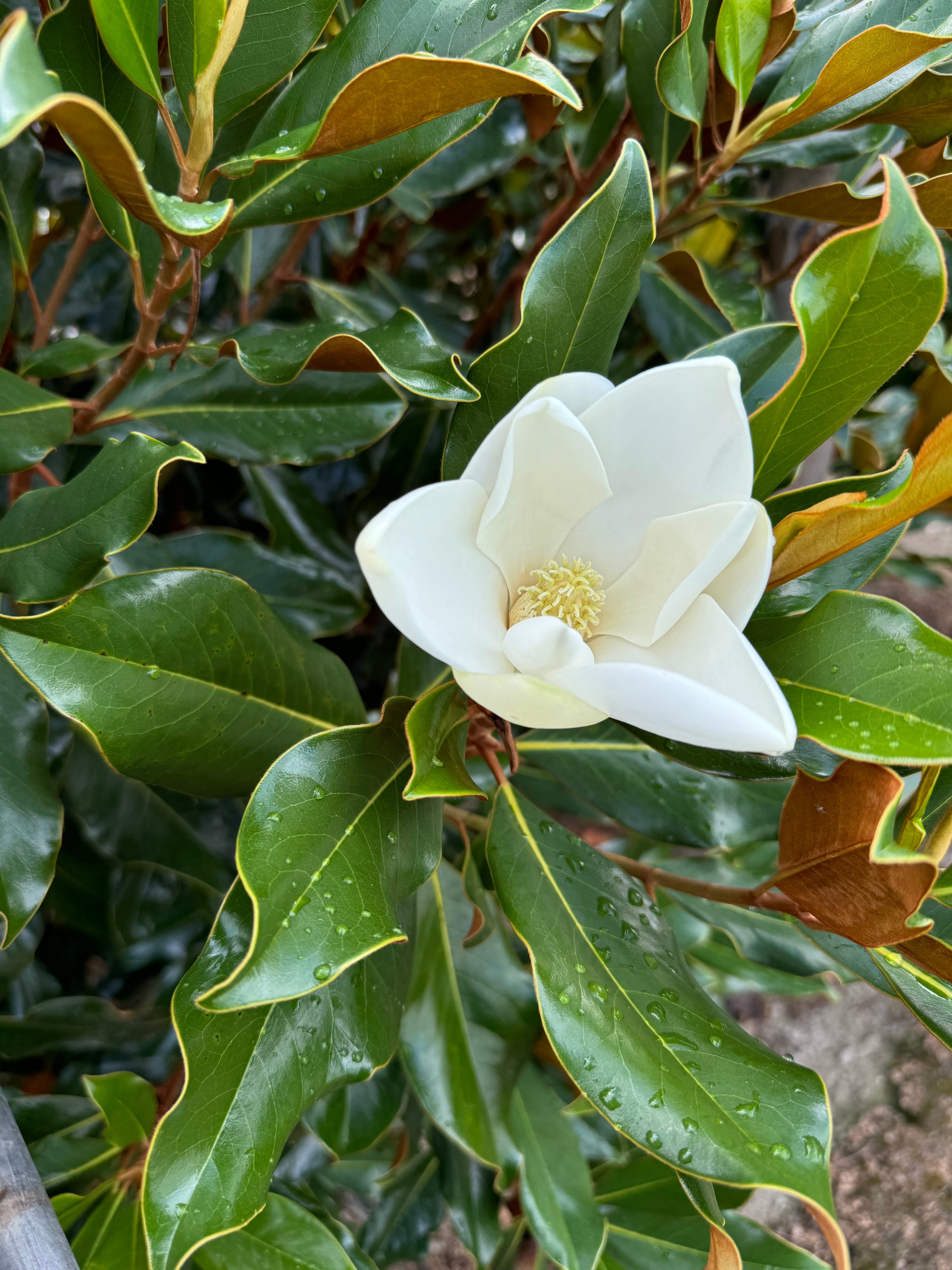 ケイパレス 1.8〜2.0m | 庭木のある暮らし